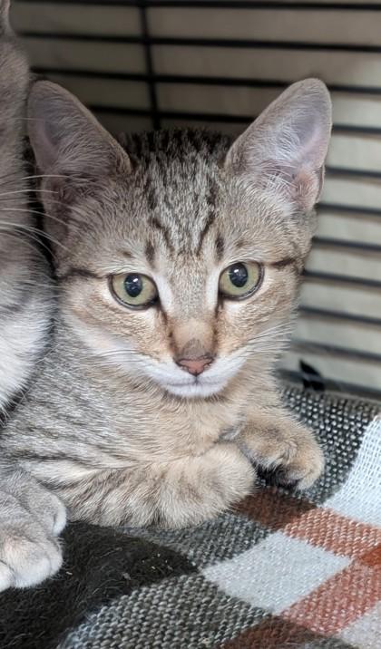 Enlarge Bernardino, a Adoptable mixed breed in Missoula, MT image 1/1