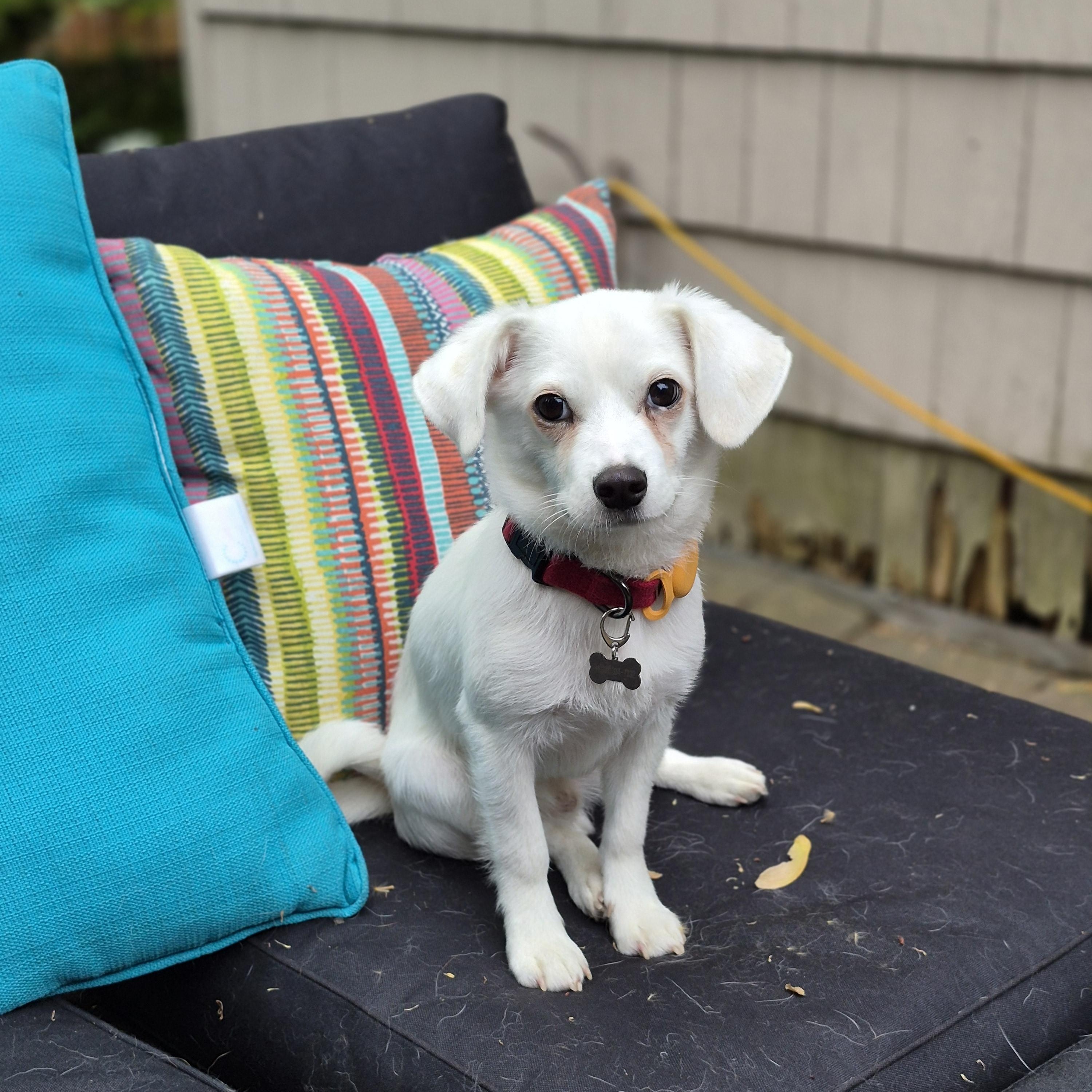 Akii, an adopted mixed breed in West New York, NJ image 3/6