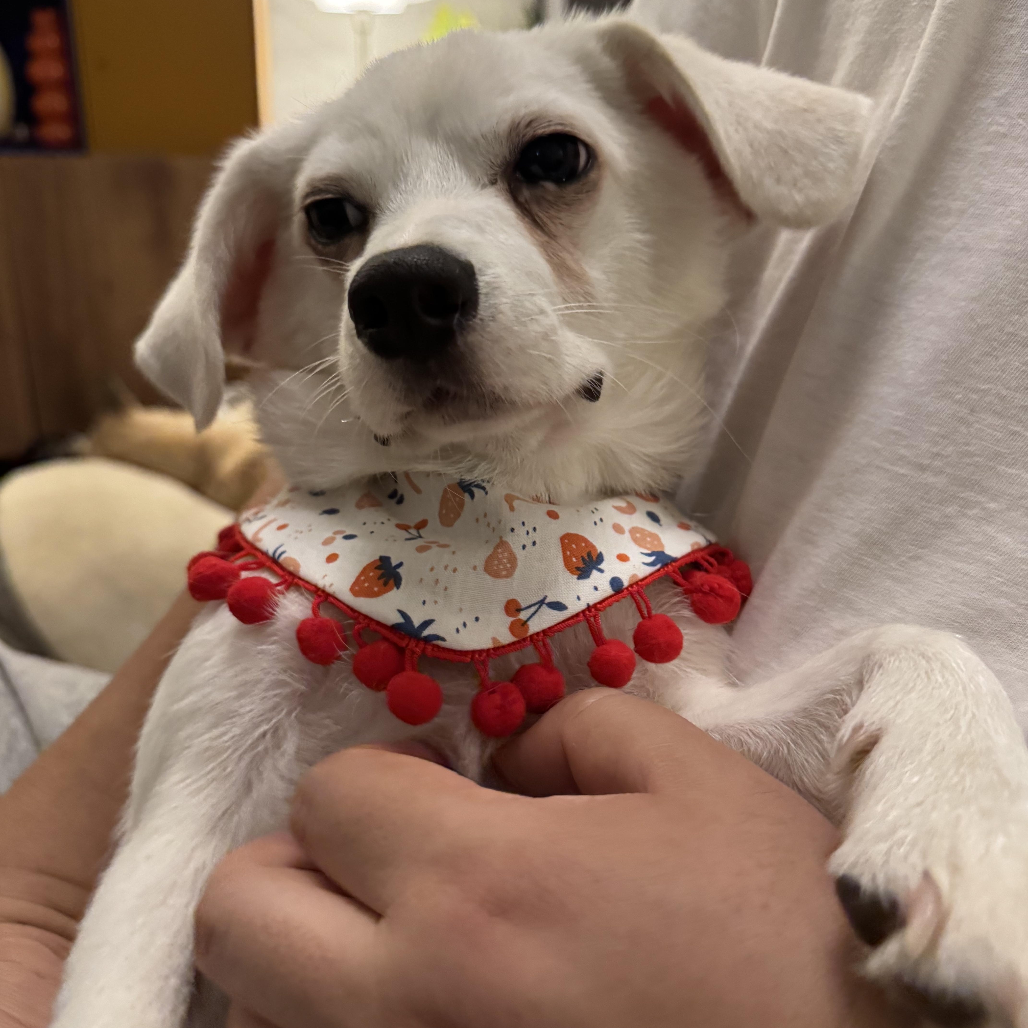 Akii, adopted, Young Male Chihuahua & Jindo.