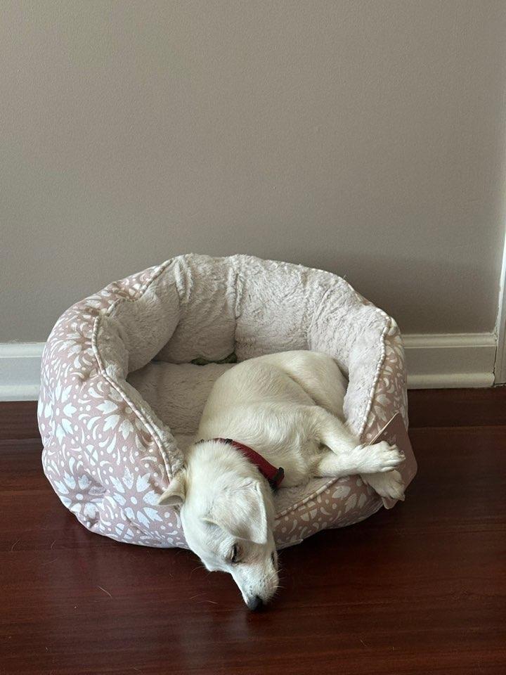 Akii, an adopted mixed breed in West New York, NJ image 5/6