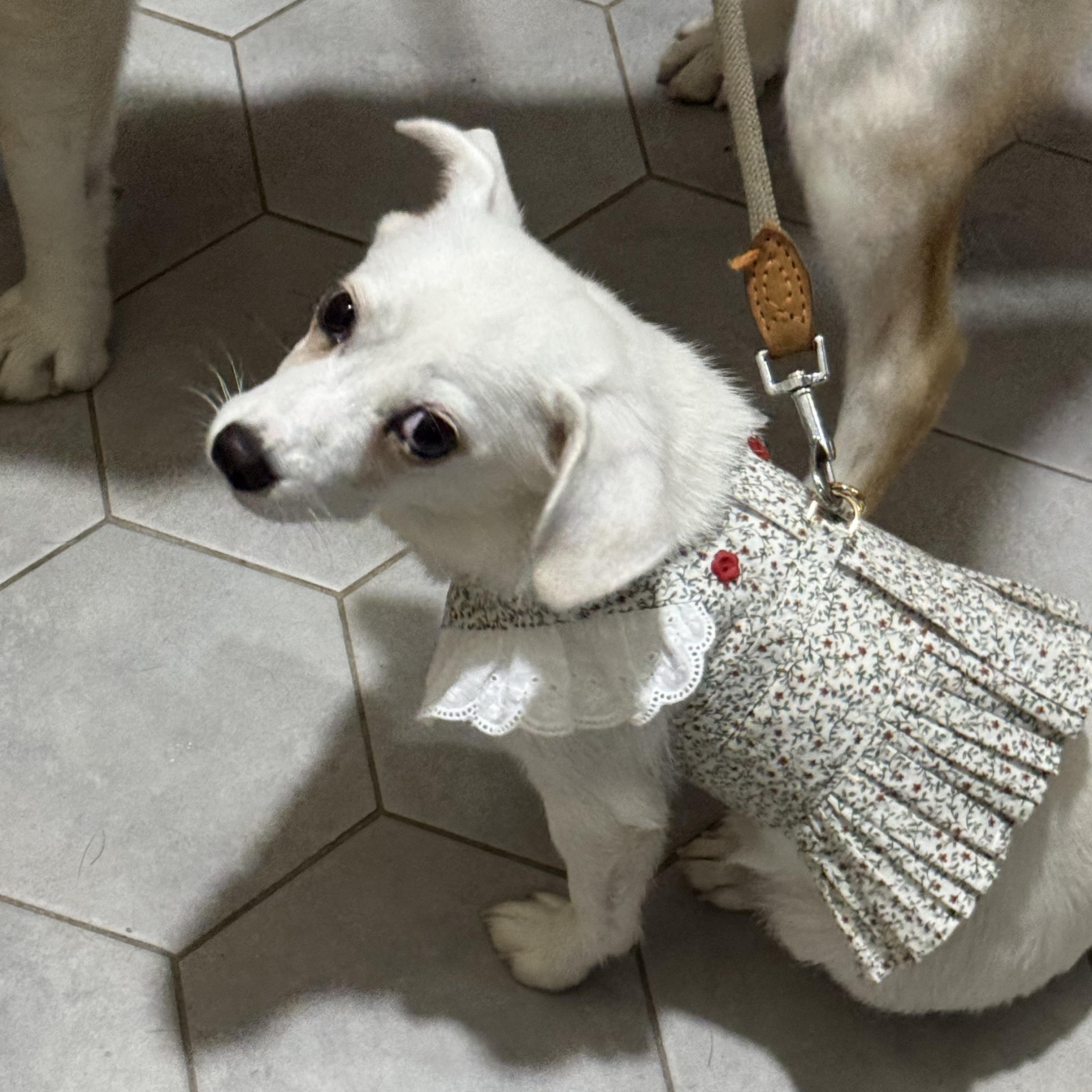 Akii, an adopted mixed breed in West New York, NJ image 6/6