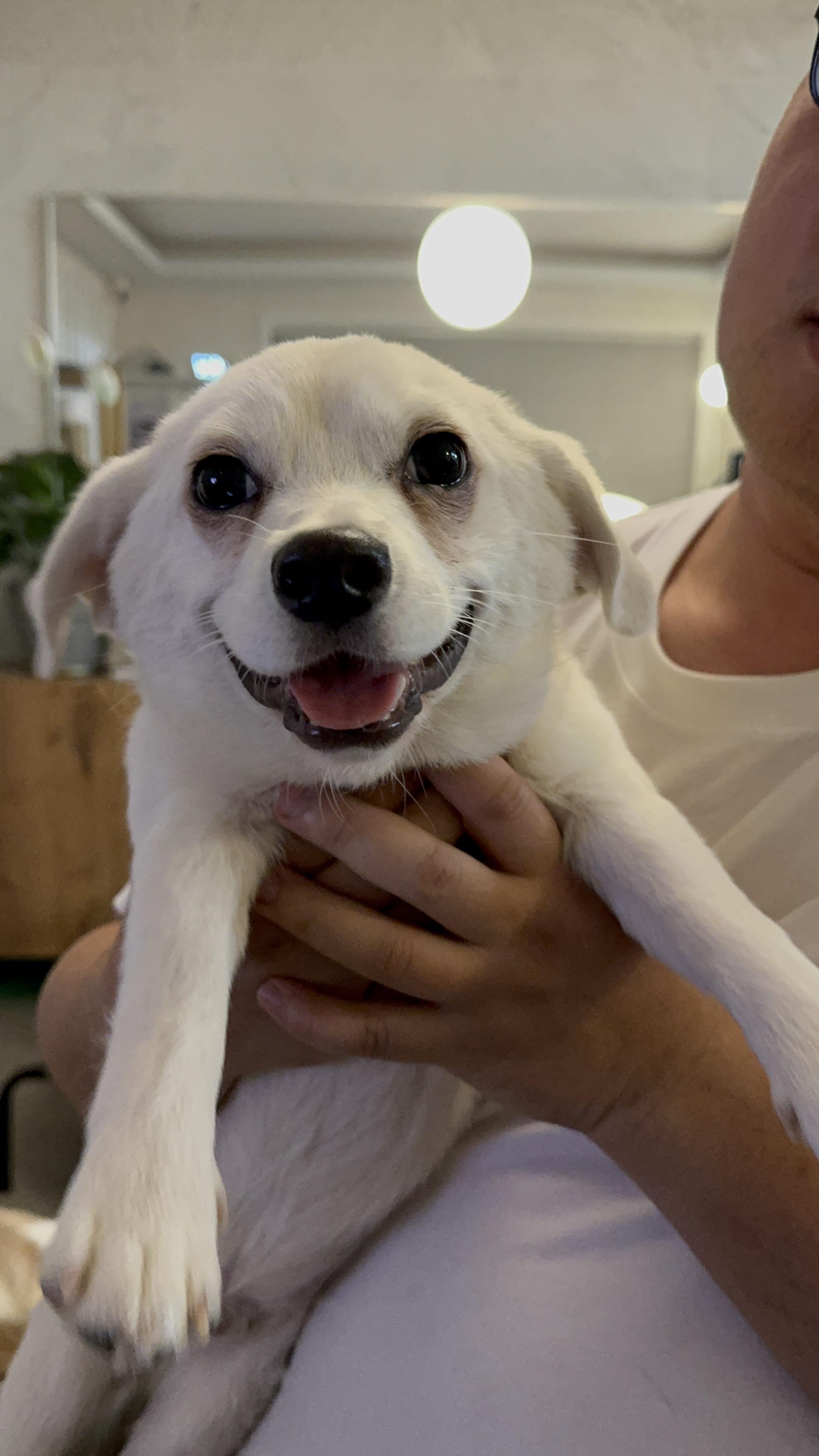 Akii, an adopted mixed breed in West New York, NJ image 2/6