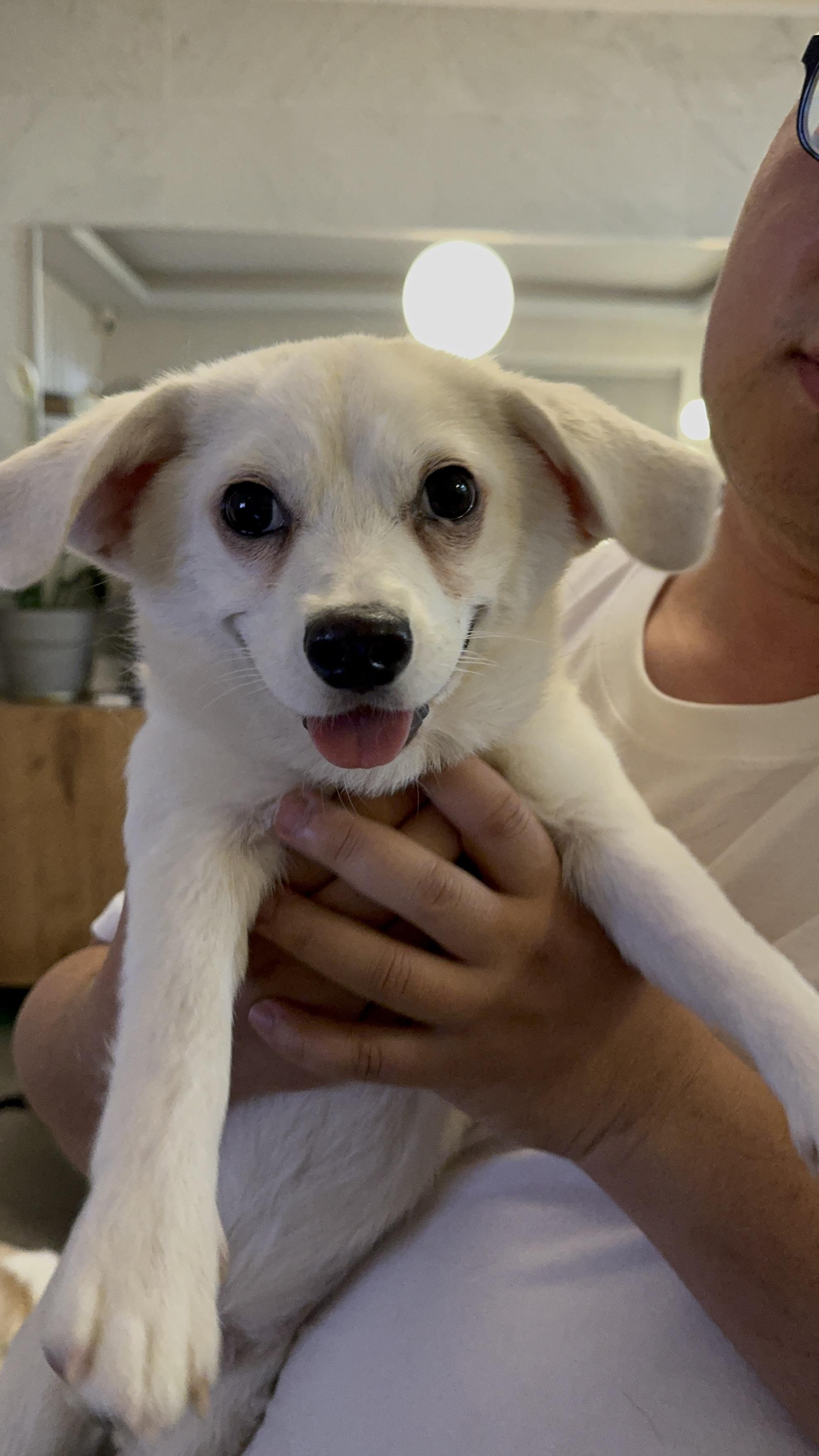 Akii, an adopted mixed breed in West New York, NJ image 4/6
