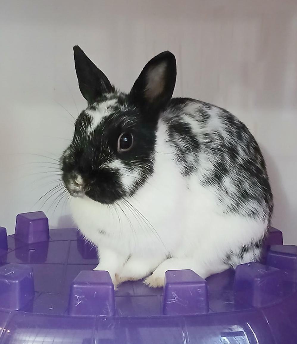 Enlarge Tomato and Lettuce, a Adoptable Dwarf in Chicago, IL image 3/4