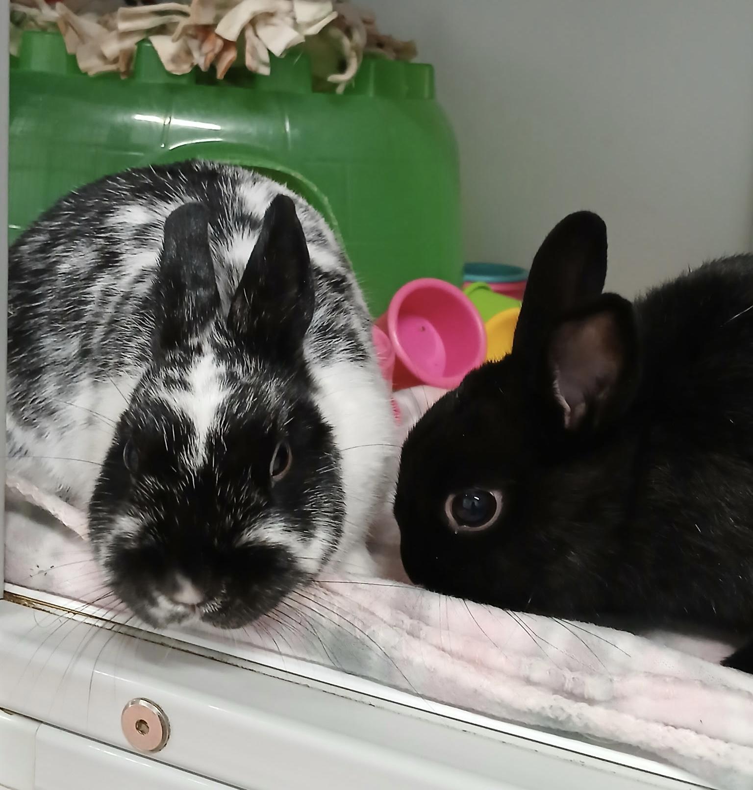 Enlarge Tomato and Lettuce, a Adoptable Dwarf in Chicago, IL image 2/4