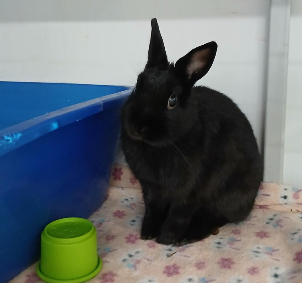 Enlarge Tomato and Lettuce, a Adoptable Dwarf in Chicago, IL image 4/4