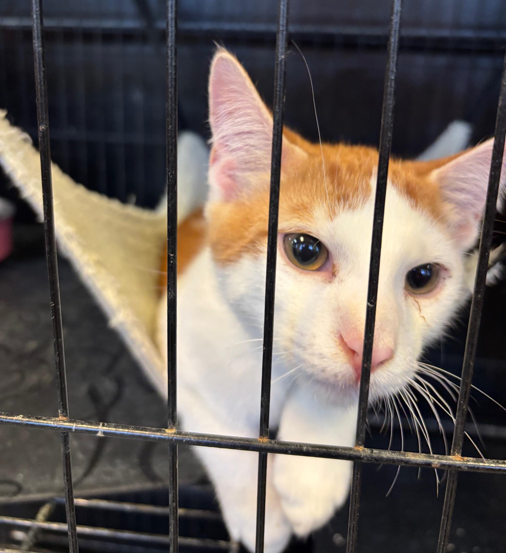 Harrison, ADOPTABLE, Young Male Domestic Short Hair.