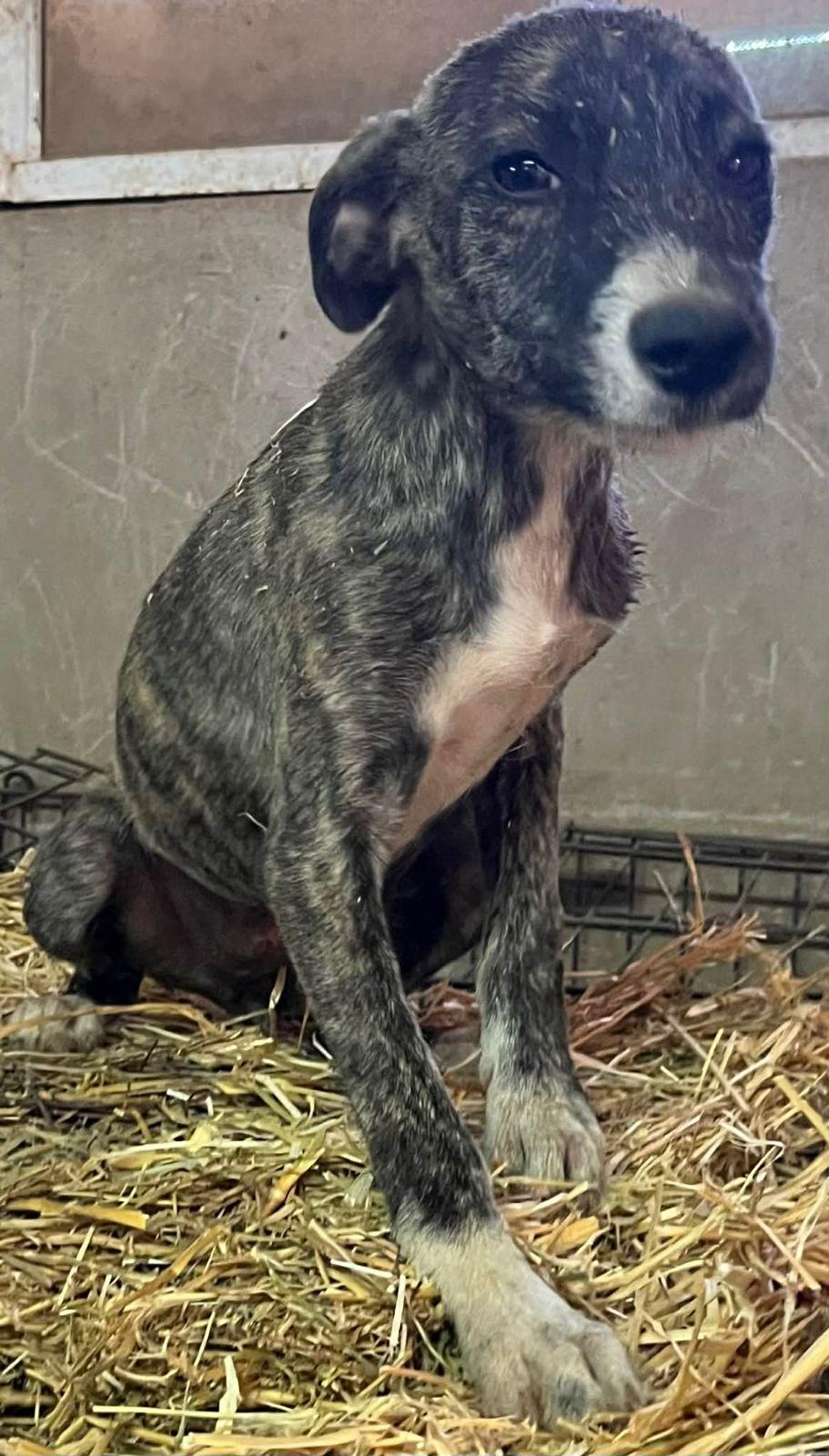 Enlarge Merry, a Adoptable mixed breed in Encinitas, CA image 4/5