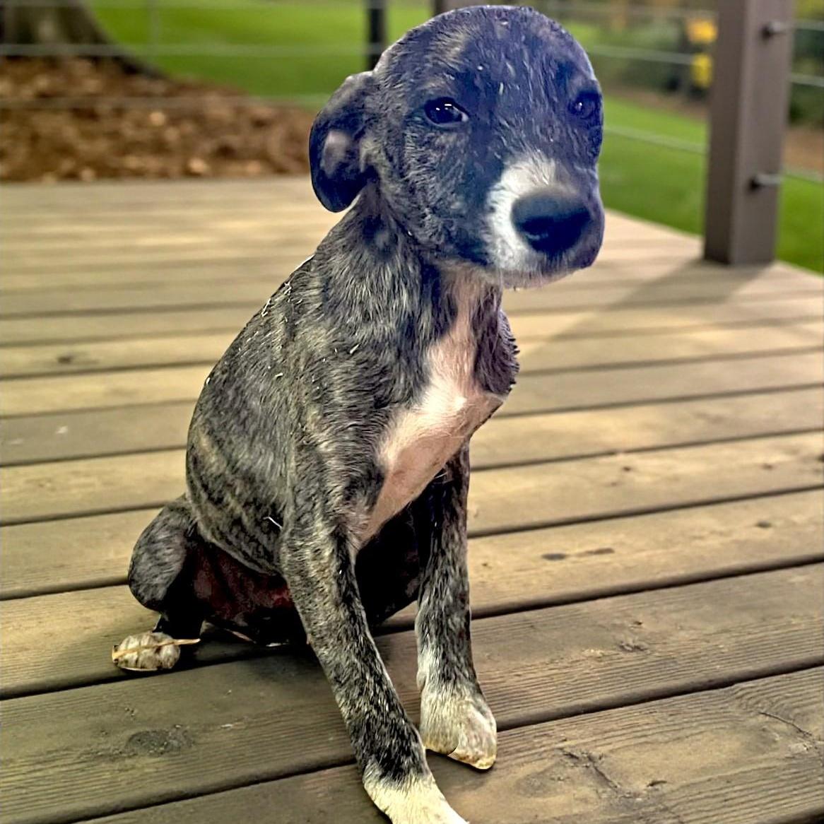 Enlarge Merry, a Adoptable mixed breed in Encinitas, CA image 1/5