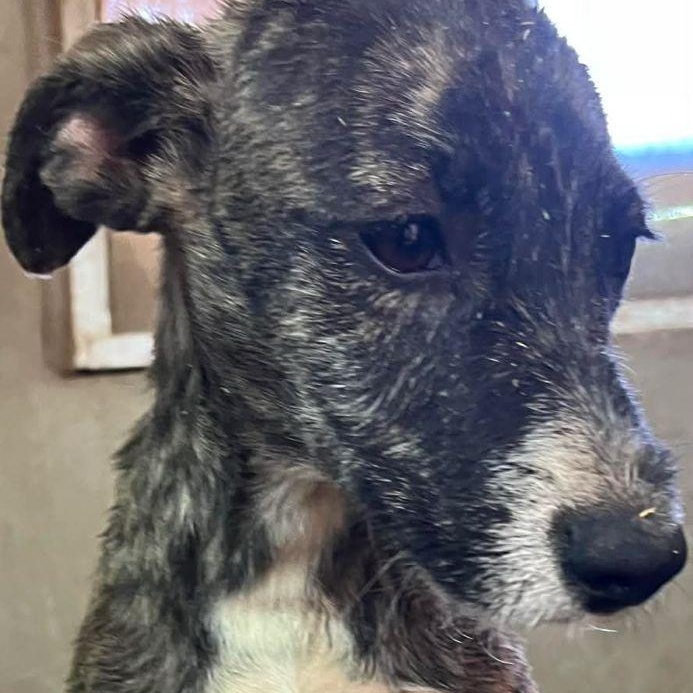 Enlarge Merry, a Adoptable mixed breed in Encinitas, CA image 2/5