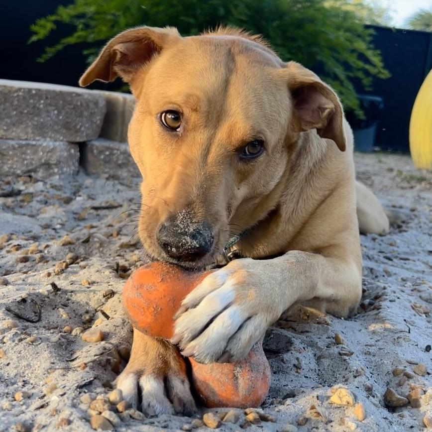 Dino, Adoptable, Adult Male Mixed Breed.
