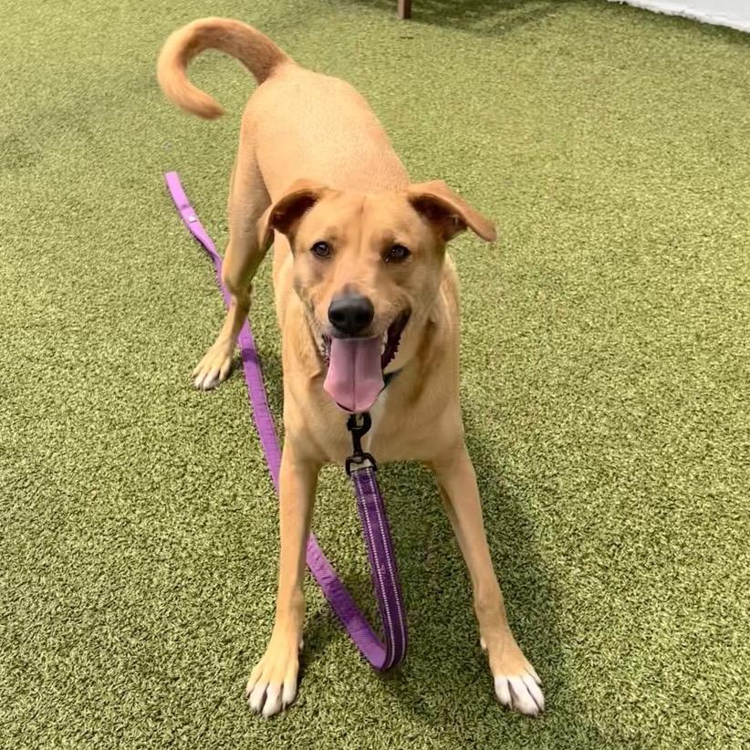 Dino, a Adoptable Mixed Breed in Sarasota, FL image 2/6