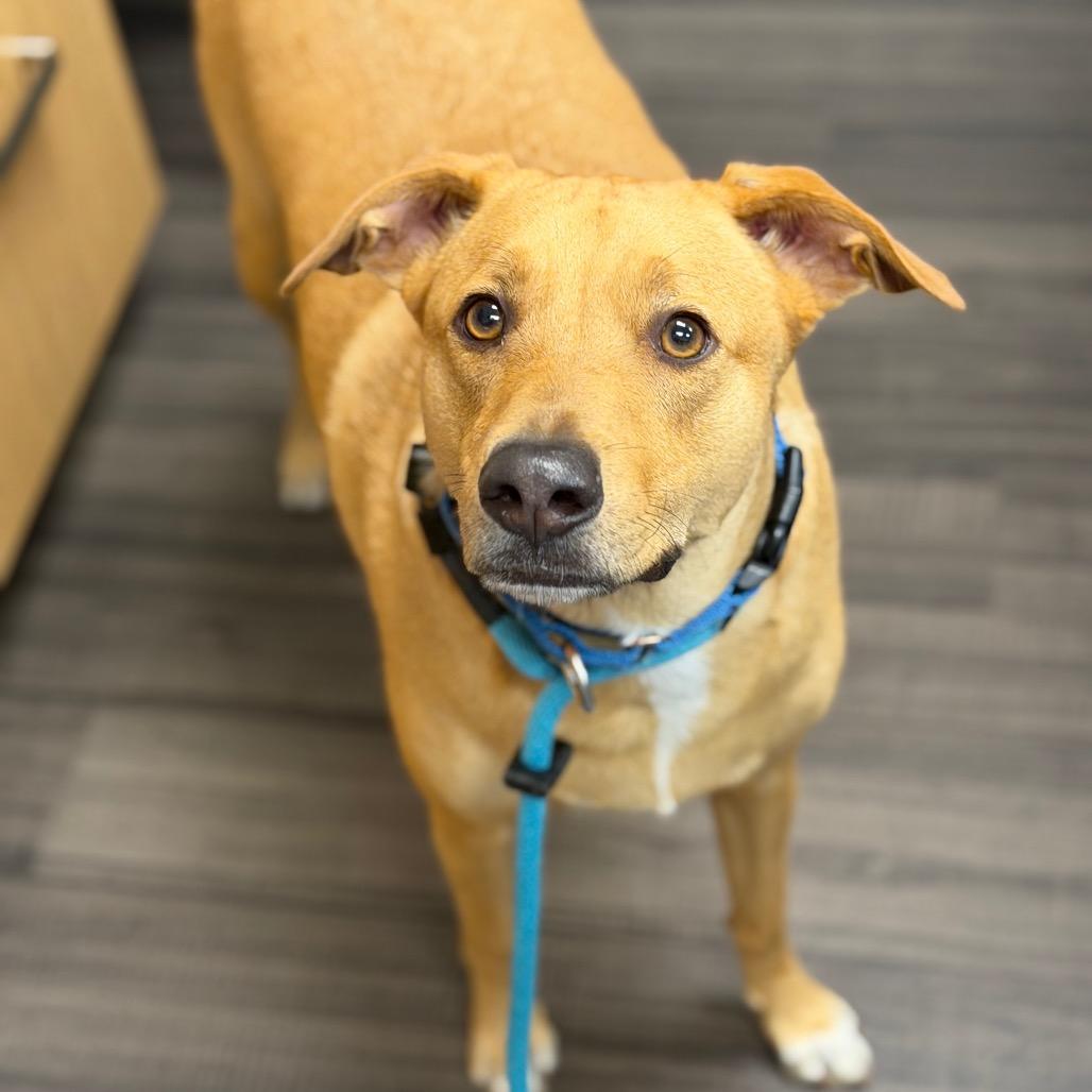 Dino, a Adoptable Mixed Breed in Sarasota, FL image 3/6