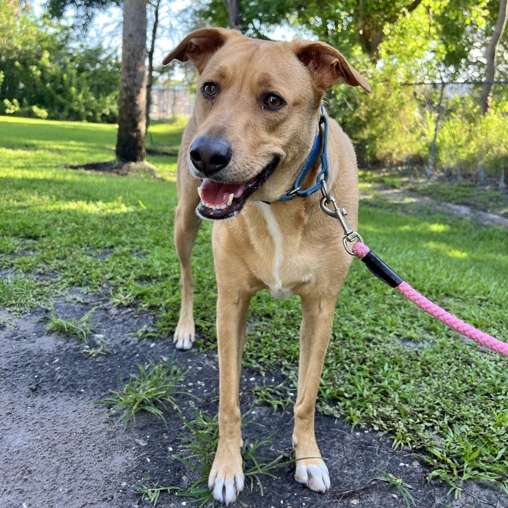 Dino, a Adoptable Mixed Breed in Sarasota, FL image 4/6