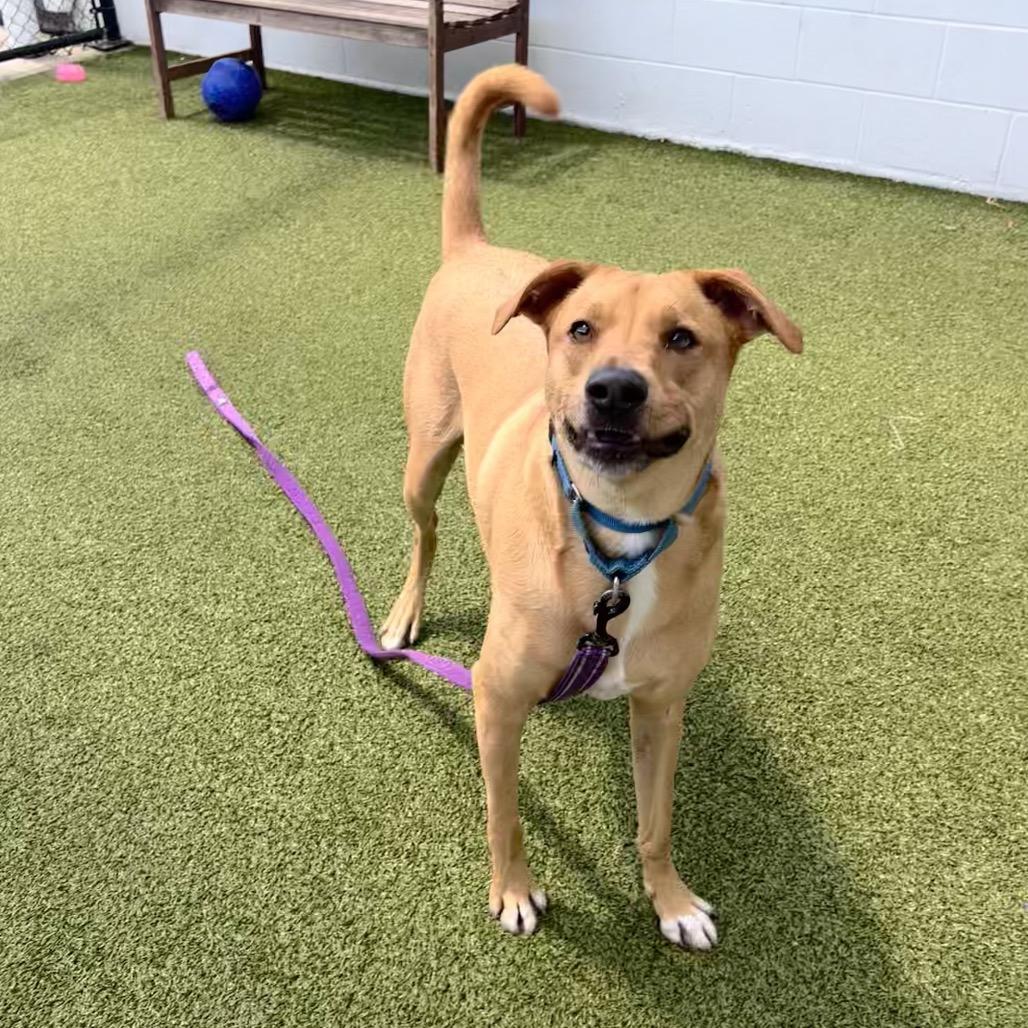 Dino, a Adoptable Mixed Breed in Sarasota, FL image 5/6