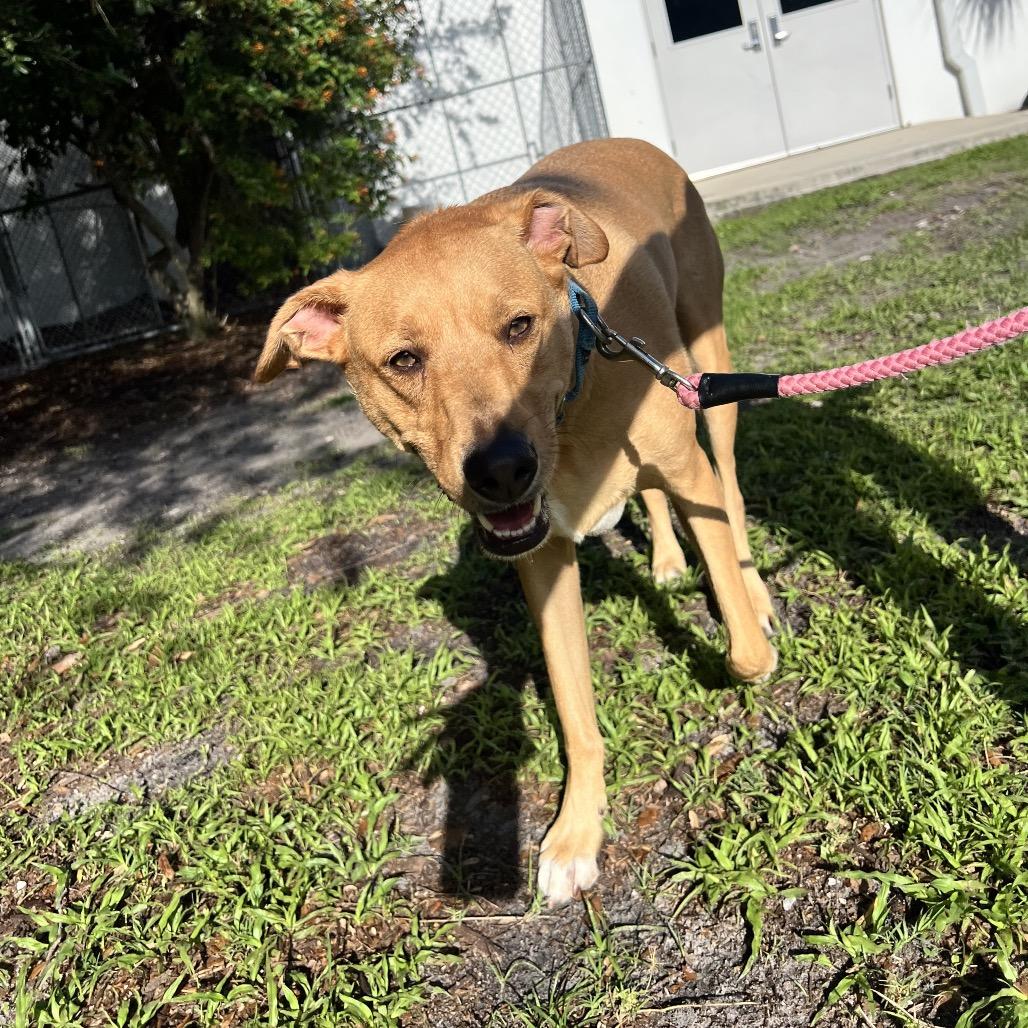Dino, a Adoptable Mixed Breed in Sarasota, FL image 6/6