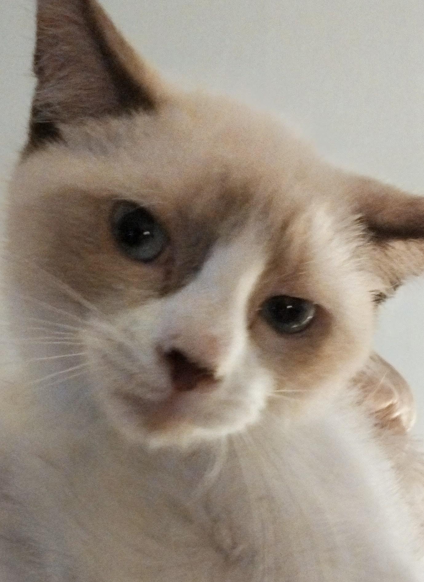 Whiskey, Adopted, Kitten Male Siamese.