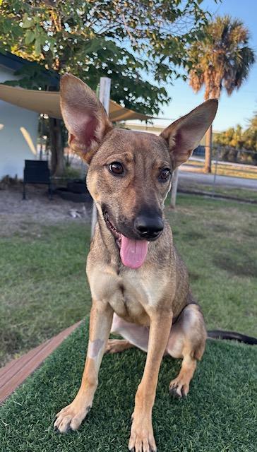 Mina, a Adoptable mixed breed image 1/4