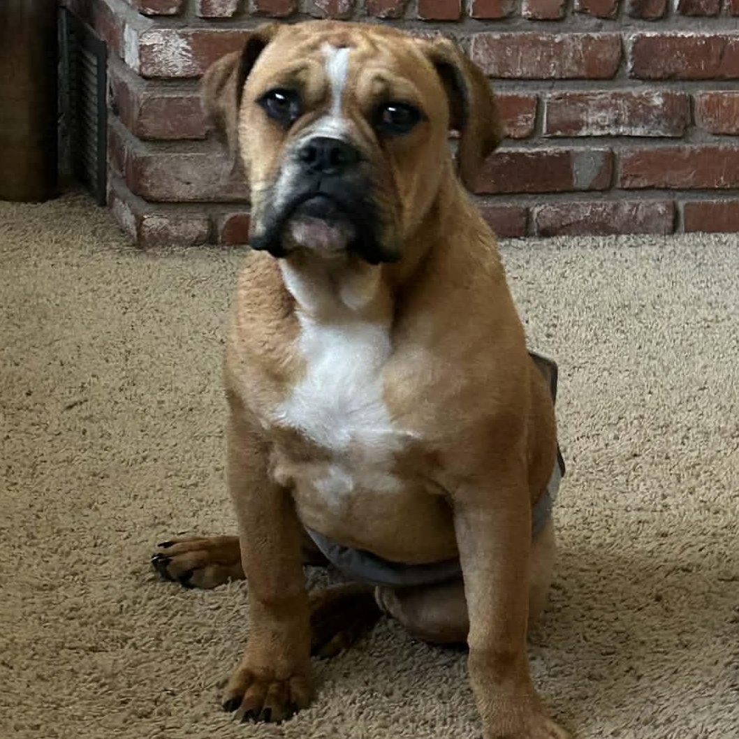 Dougie, ADOPTABLE, Young Male Bulldog.