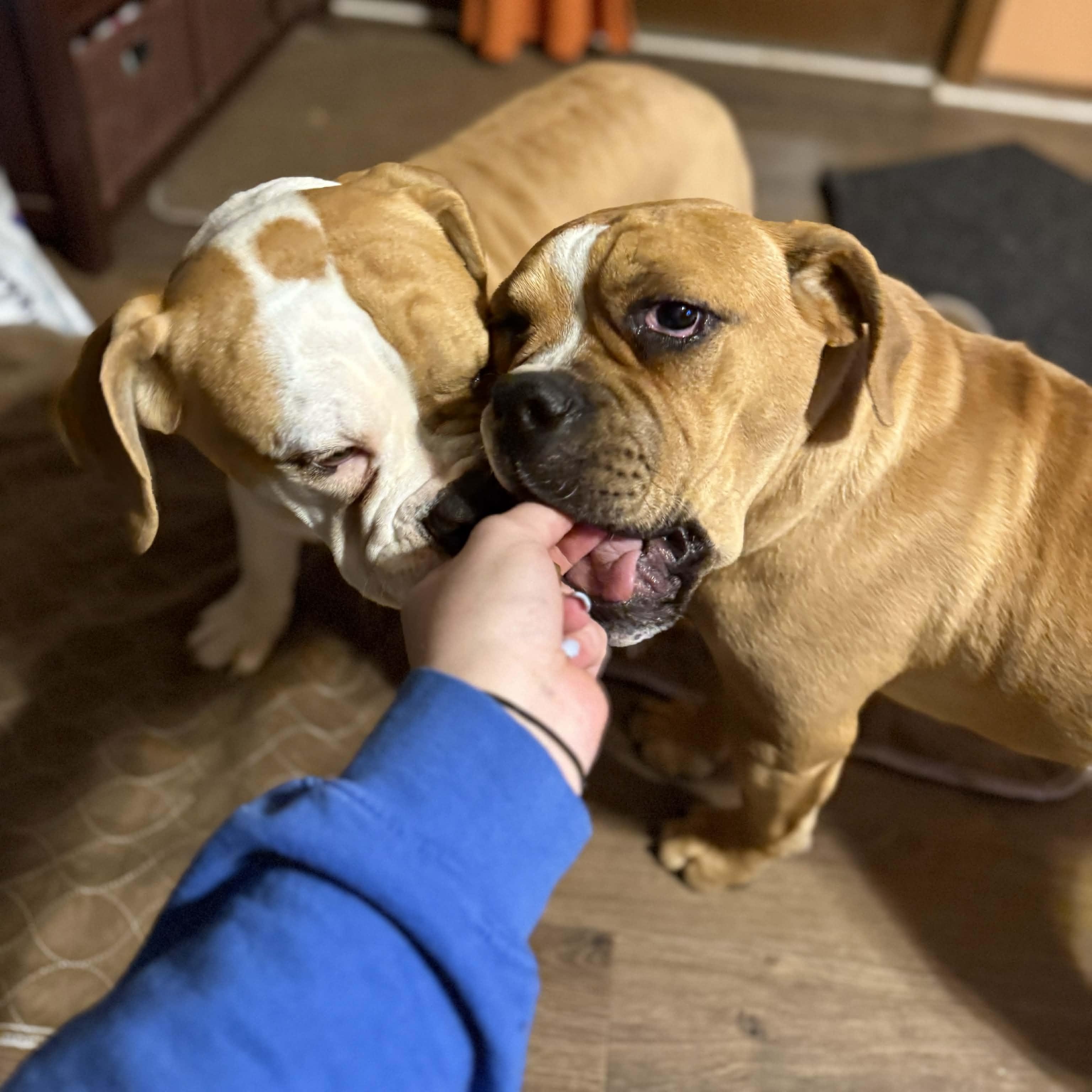 Enlarge Dougie, a ADOPTABLE mixed breed in Clovis, NM image 2/3