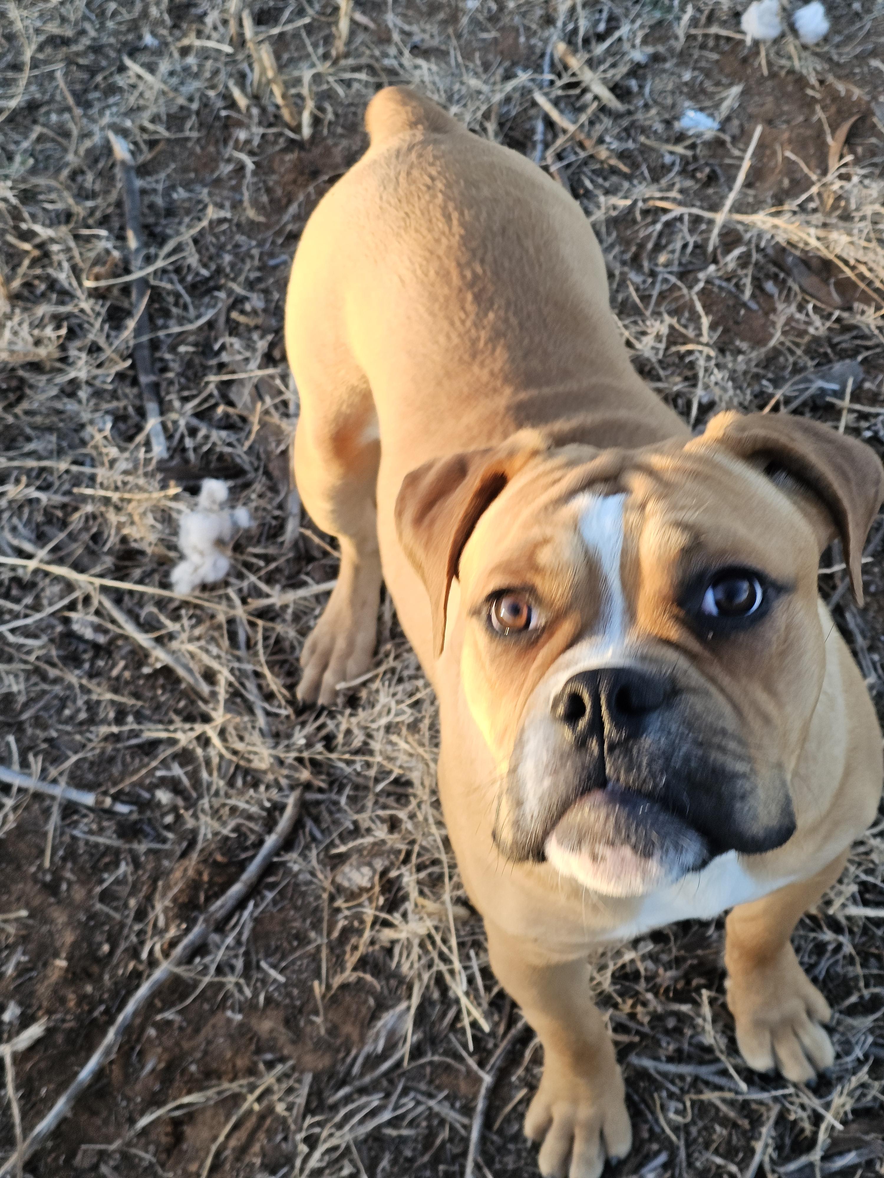 Enlarge Dougie, a ADOPTABLE Bulldog in Clovis, NM image 5/5