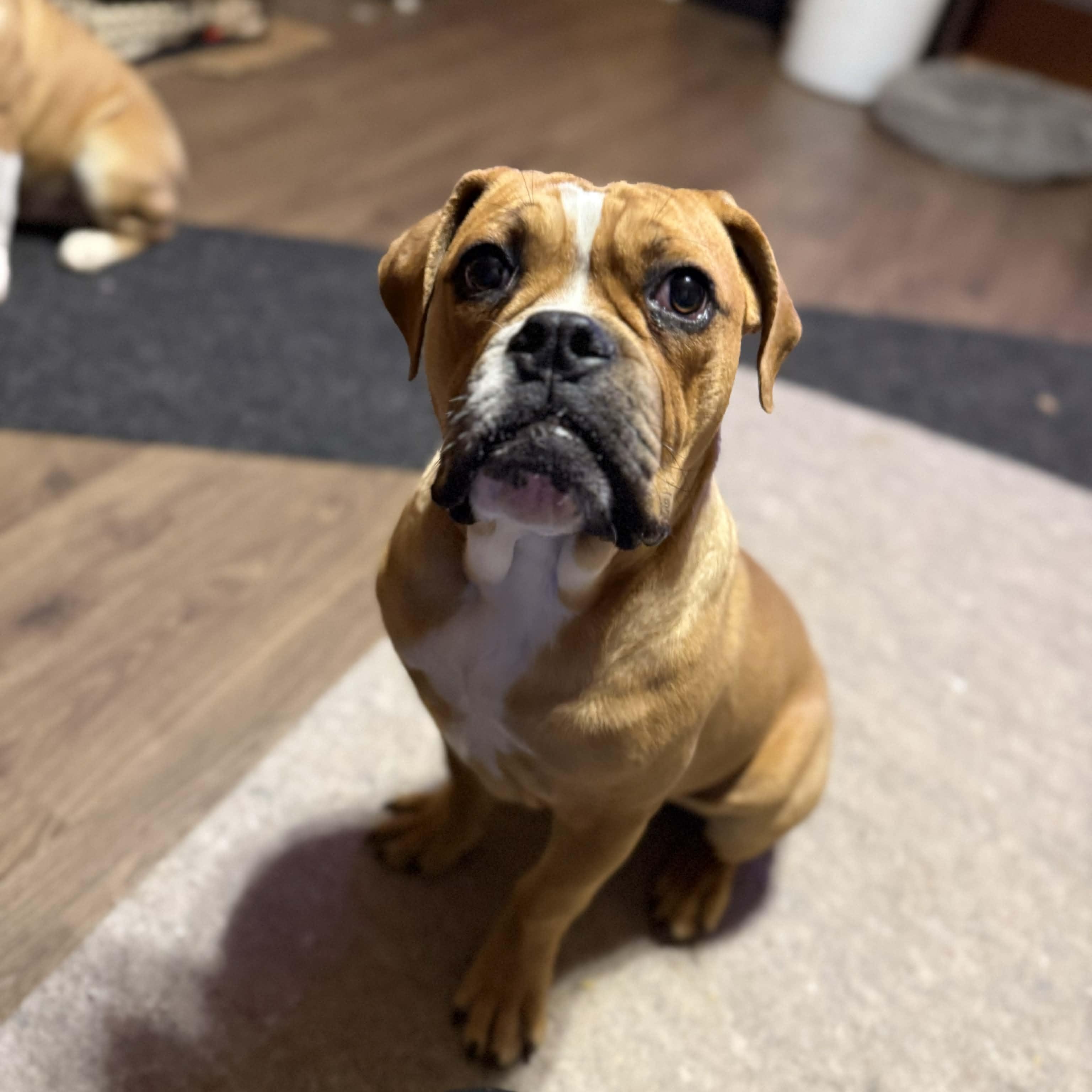 Enlarge Dougie, a ADOPTABLE mixed breed in Clovis, NM image 1/3