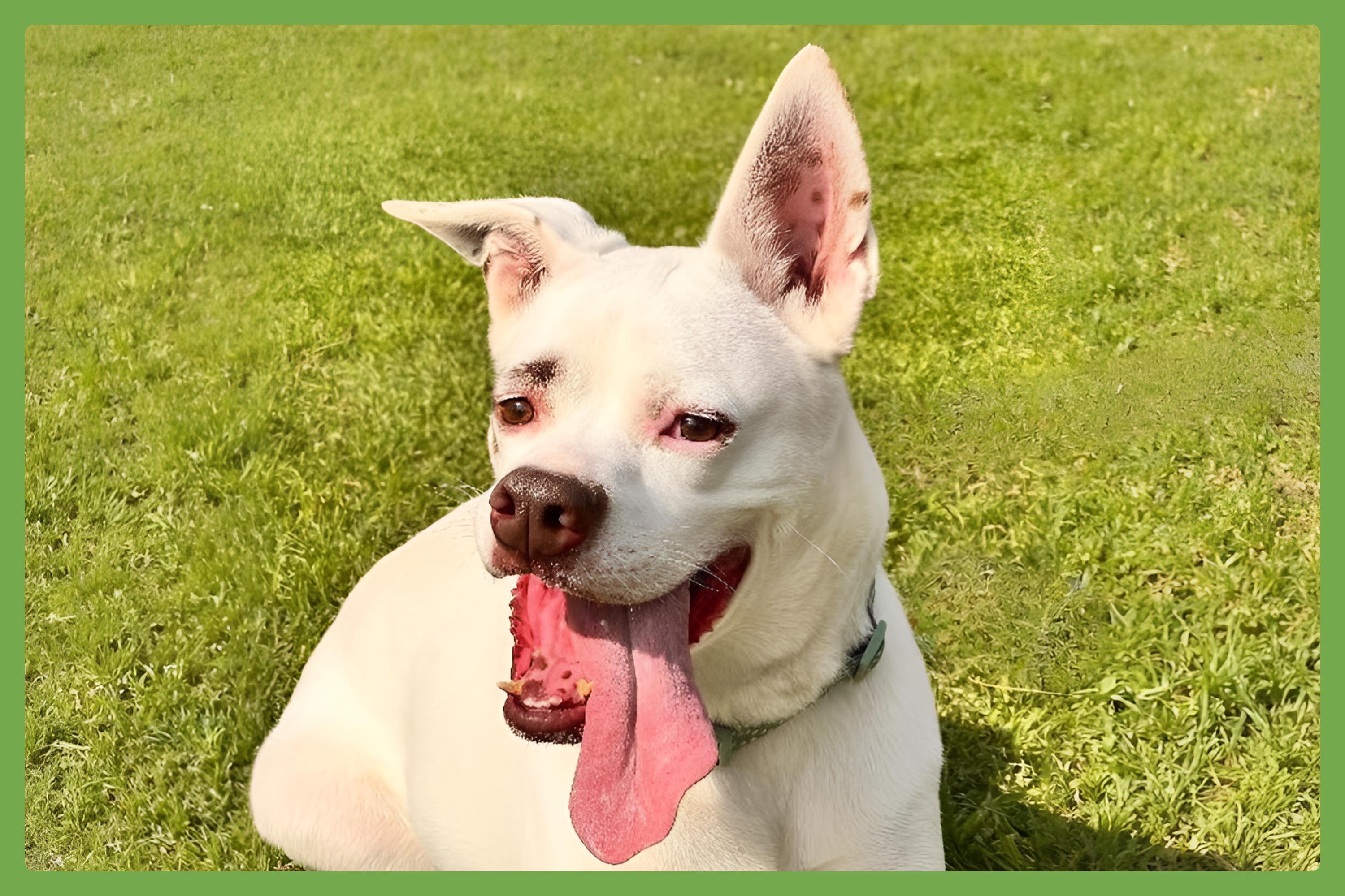 Boots, Adoptable, Adult Female Boxer & Labrador Retriever.