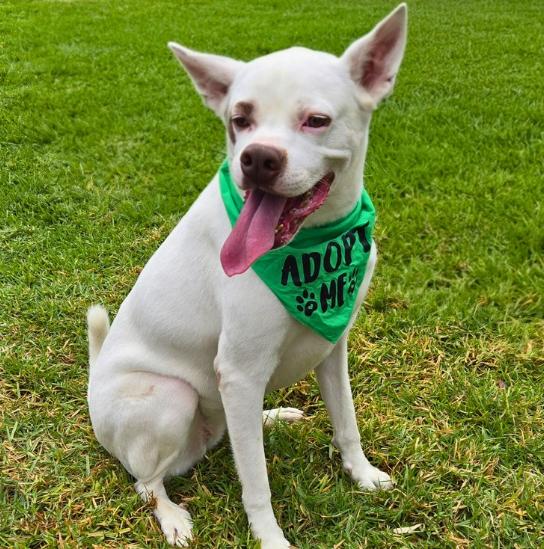 Enlarge Boots, a Adoptable mixed breed in Phoenix, AZ image 2/6