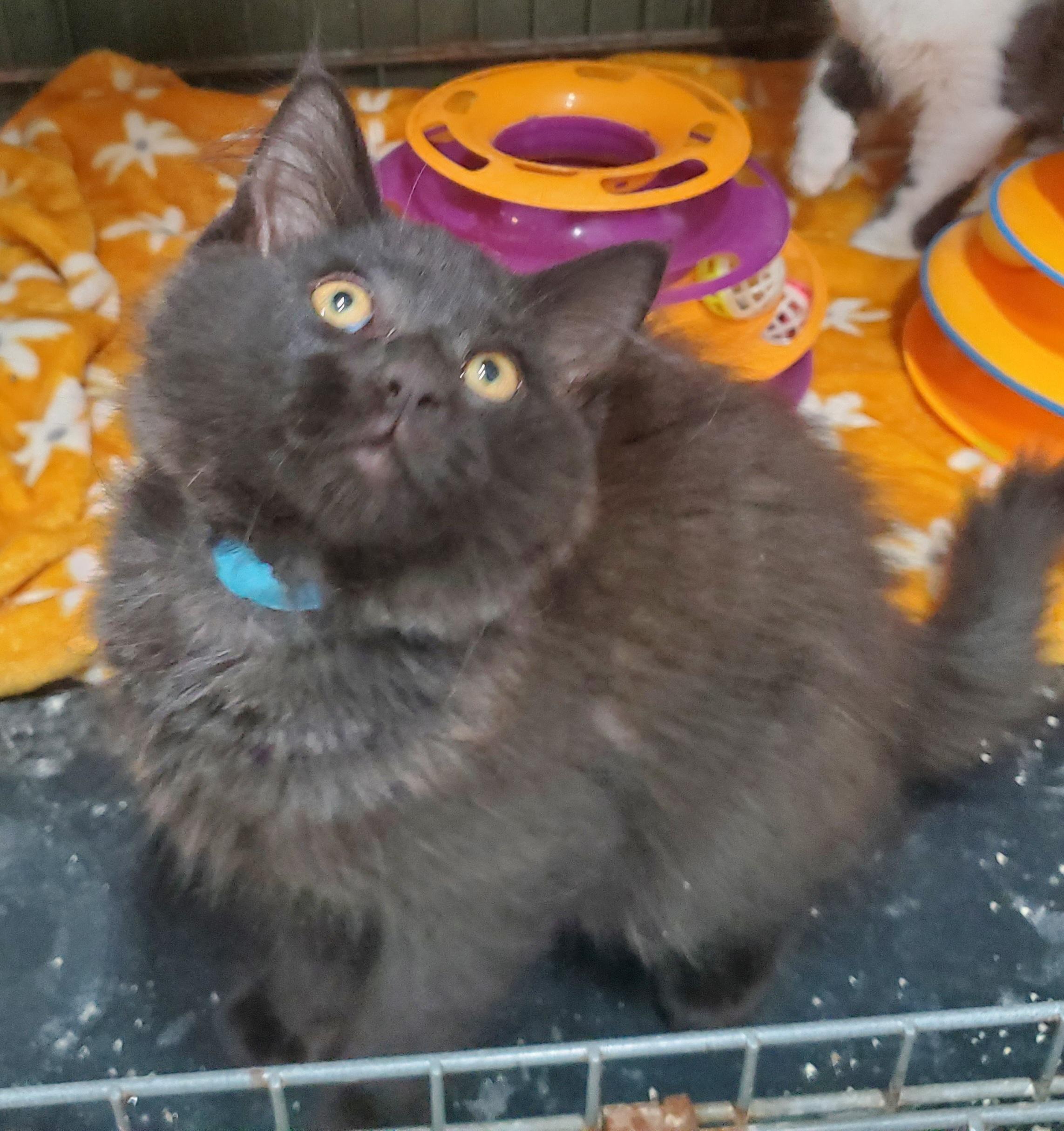 Scooter, Adoptable, Kitten Male Domestic Medium Hair & Domestic Short Hair.