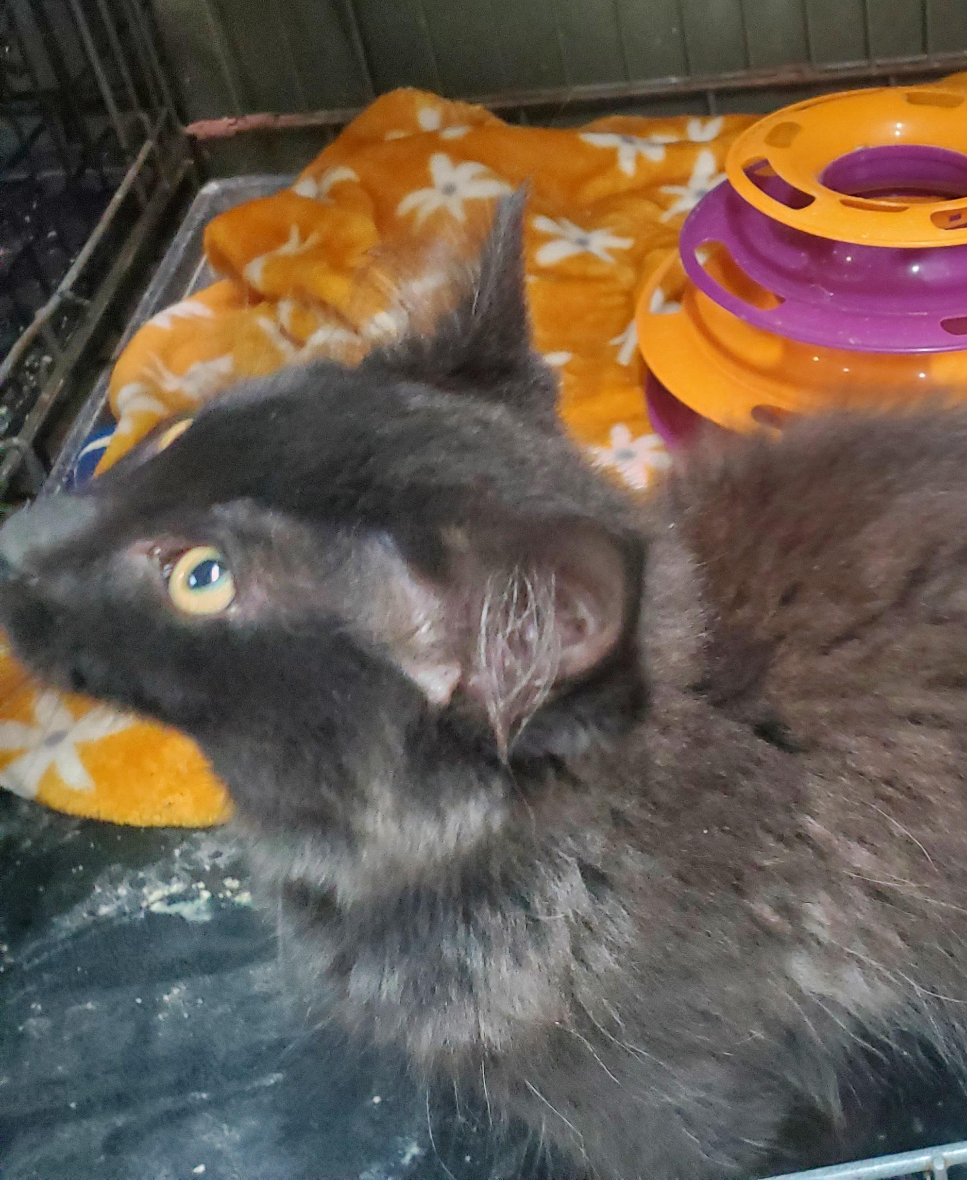 Enlarge Scooter, a Adoptable mixed breed in Howell, MI image 3/5