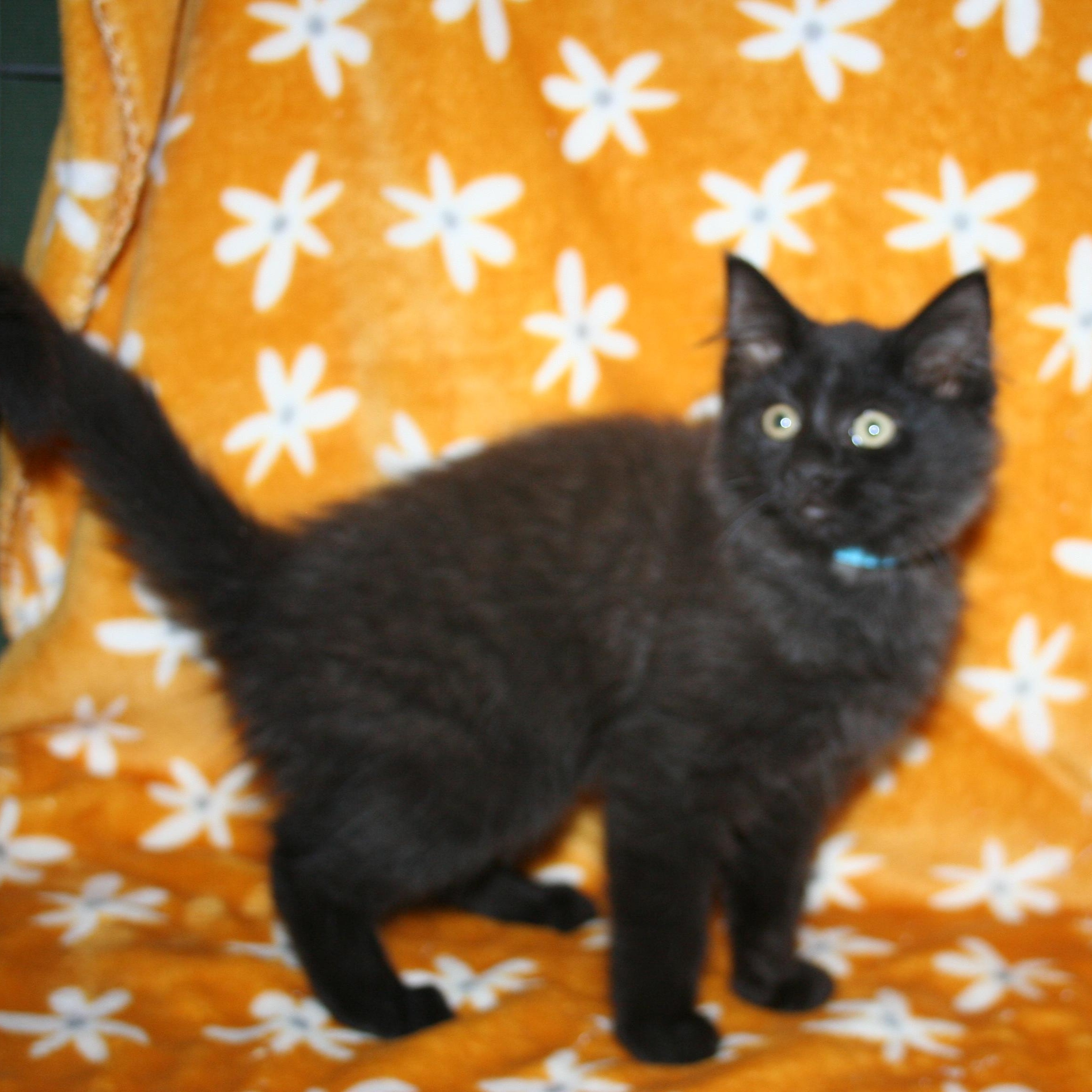 Enlarge Scooter, a Adoptable mixed breed in Howell, MI image 5/5