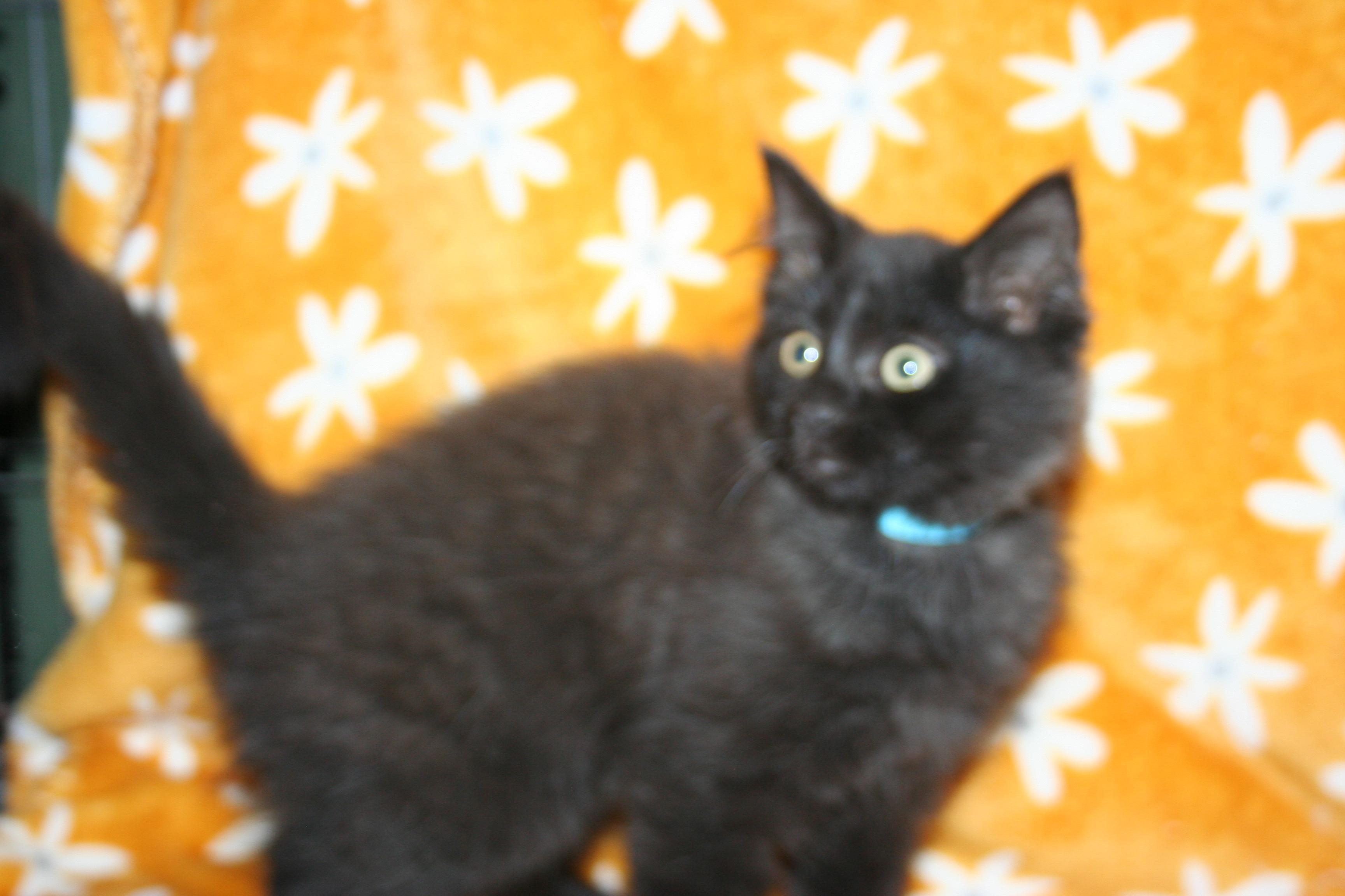 Enlarge Scooter, a Adoptable mixed breed in Howell, MI image 2/5