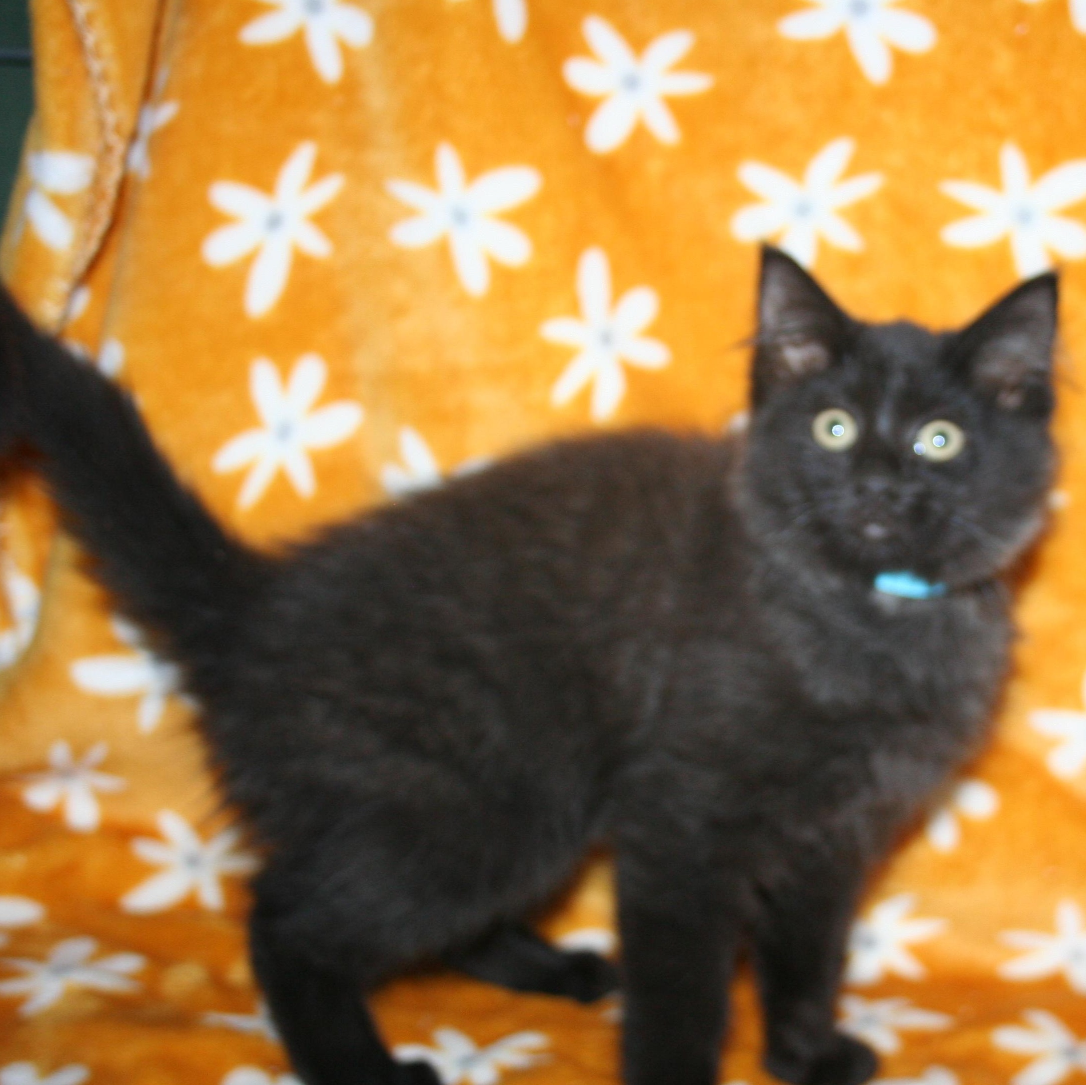 Enlarge Scooter, a Adoptable mixed breed in Howell, MI image 4/5