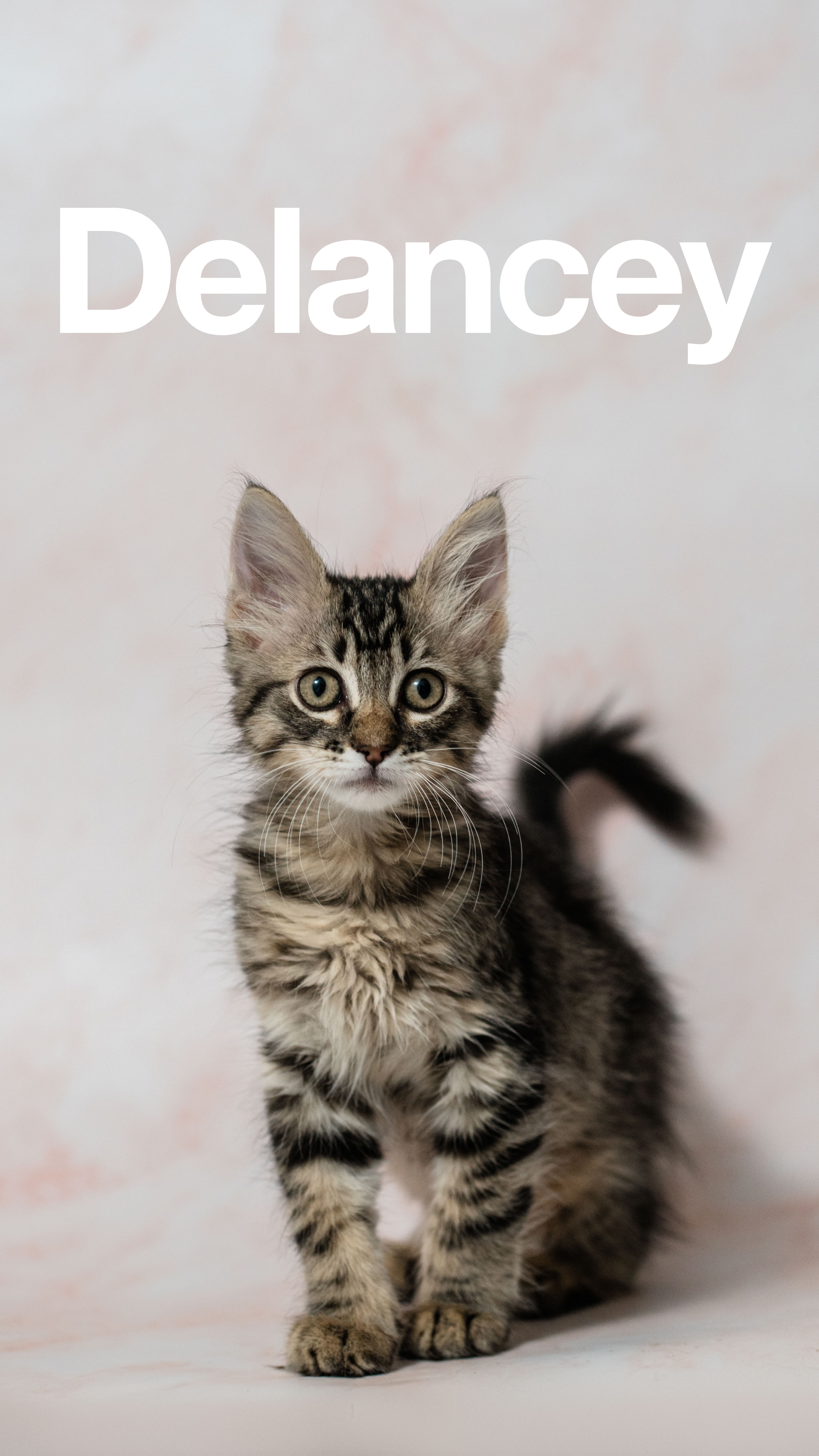 Delancey and Vada (Bonded Pair), Adopted, Young Female Domestic Long Hair.