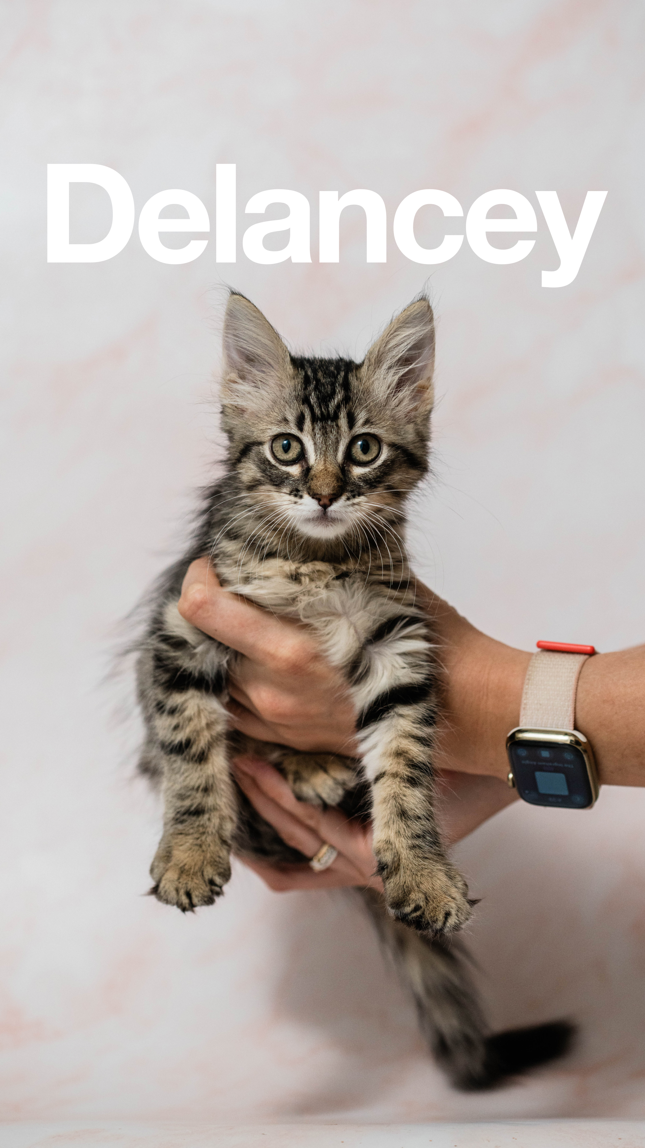 Enlarge Delancey and Vada (Bonded Pair), a Adopted Domestic Long Hair in La Quinta, CA image 4/5