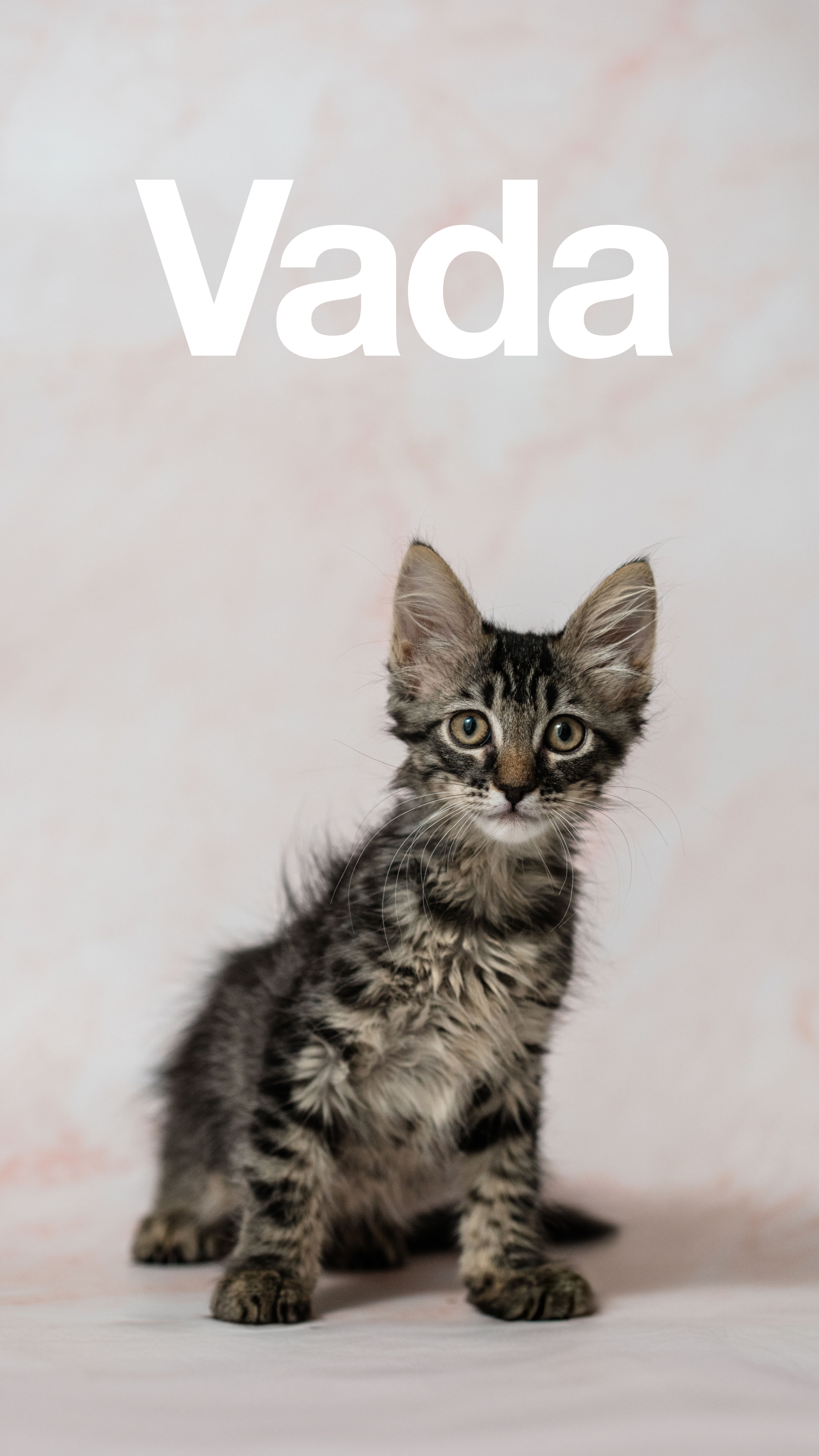 Enlarge Delancey and Vada (Bonded Pair), a Adopted Domestic Long Hair in La Quinta, CA image 3/5