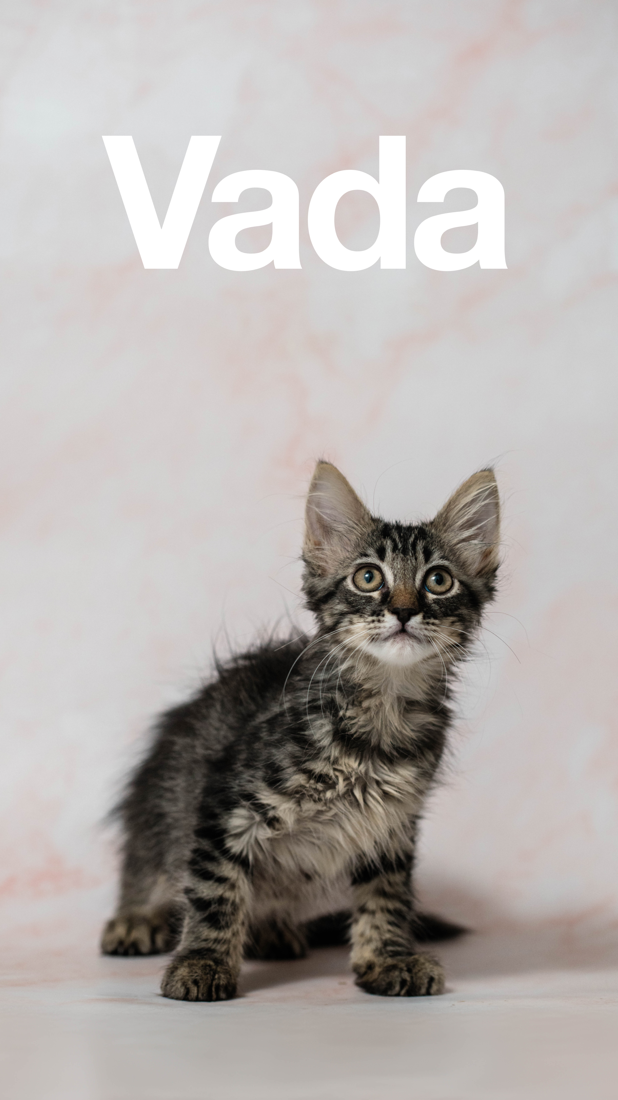 Enlarge Delancey and Vada (Bonded Pair), a Adopted Domestic Long Hair in La Quinta, CA image 5/5