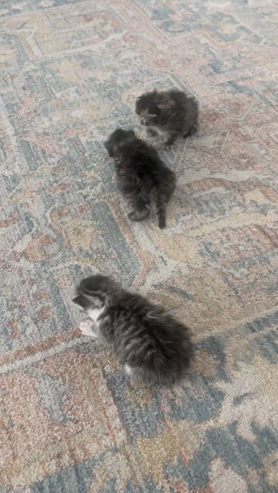 Enlarge Delancey and Vada (Bonded Pair), a Adopted Domestic Long Hair in La Quinta, CA video 2/5