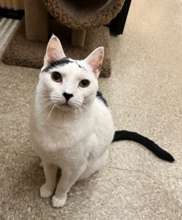 Dice, Adult Male Domestic Short Hair