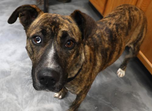 Enlarge Yukon, a Adoptable mixed breed in Thief River Falls, MN image 1/1