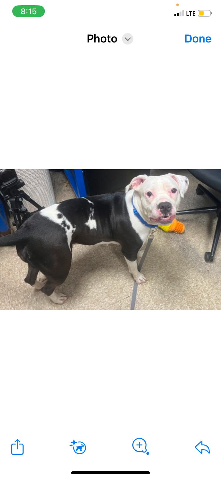 Oreo, a Adoptable mixed breed in Brooklyn, NY image 1/3