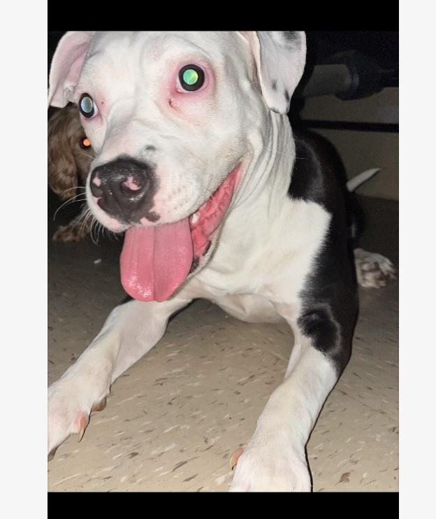 Oreo, a Adoptable mixed breed in Brooklyn, NY image 2/3