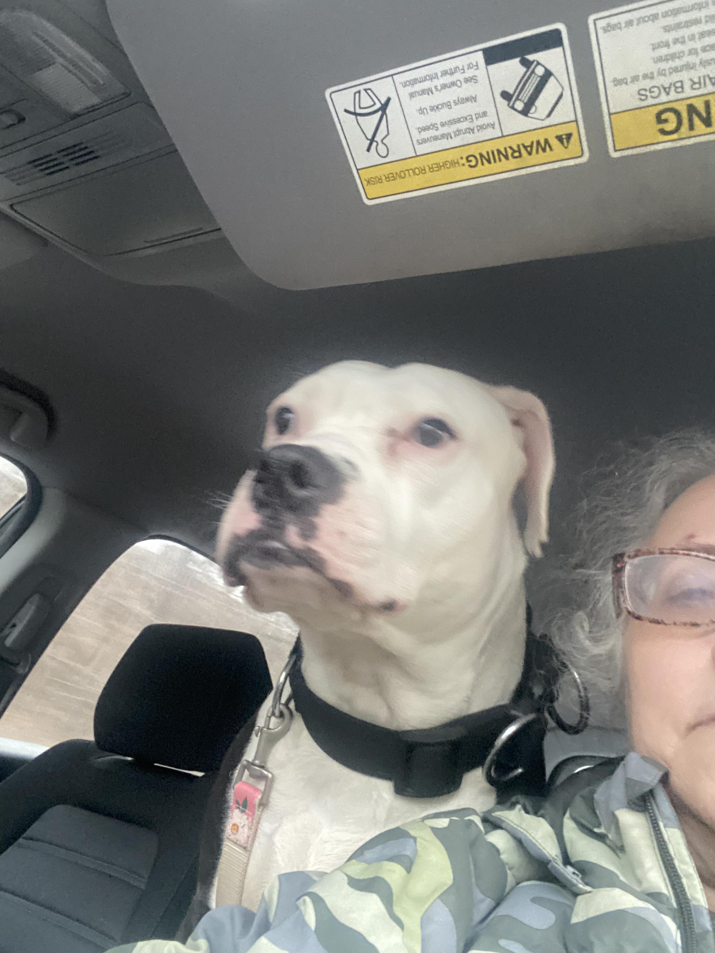 Oreo, a Adoptable mixed breed in Brooklyn, NY image 3/3