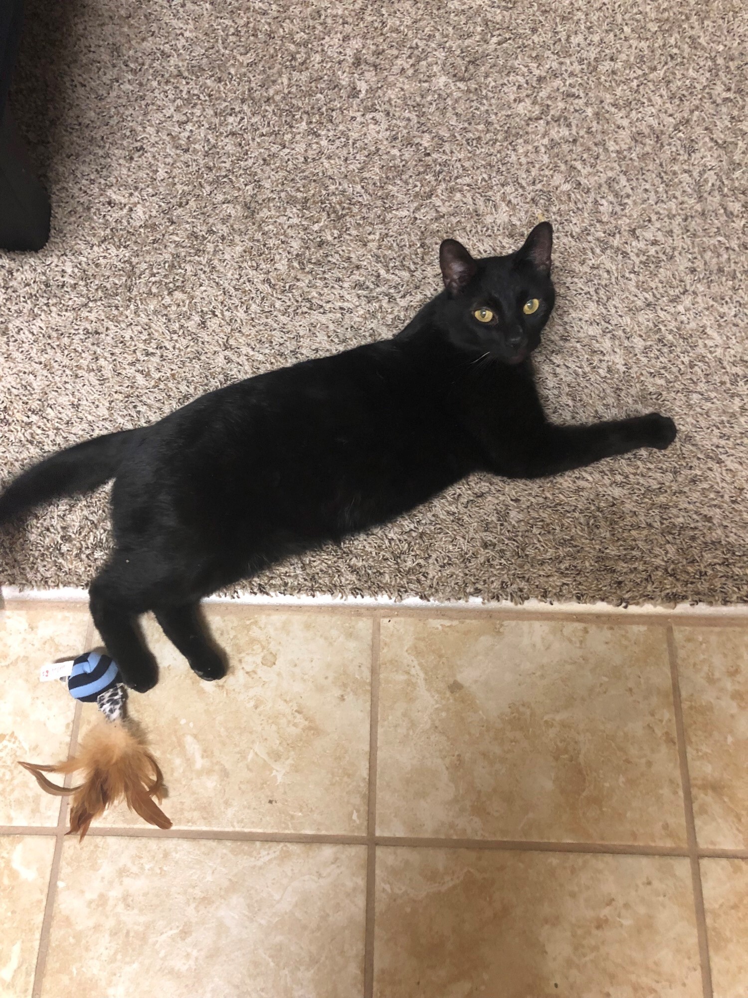 Jack, a Adoptable Domestic Short Hair in Mount Airy, MD image 1/12