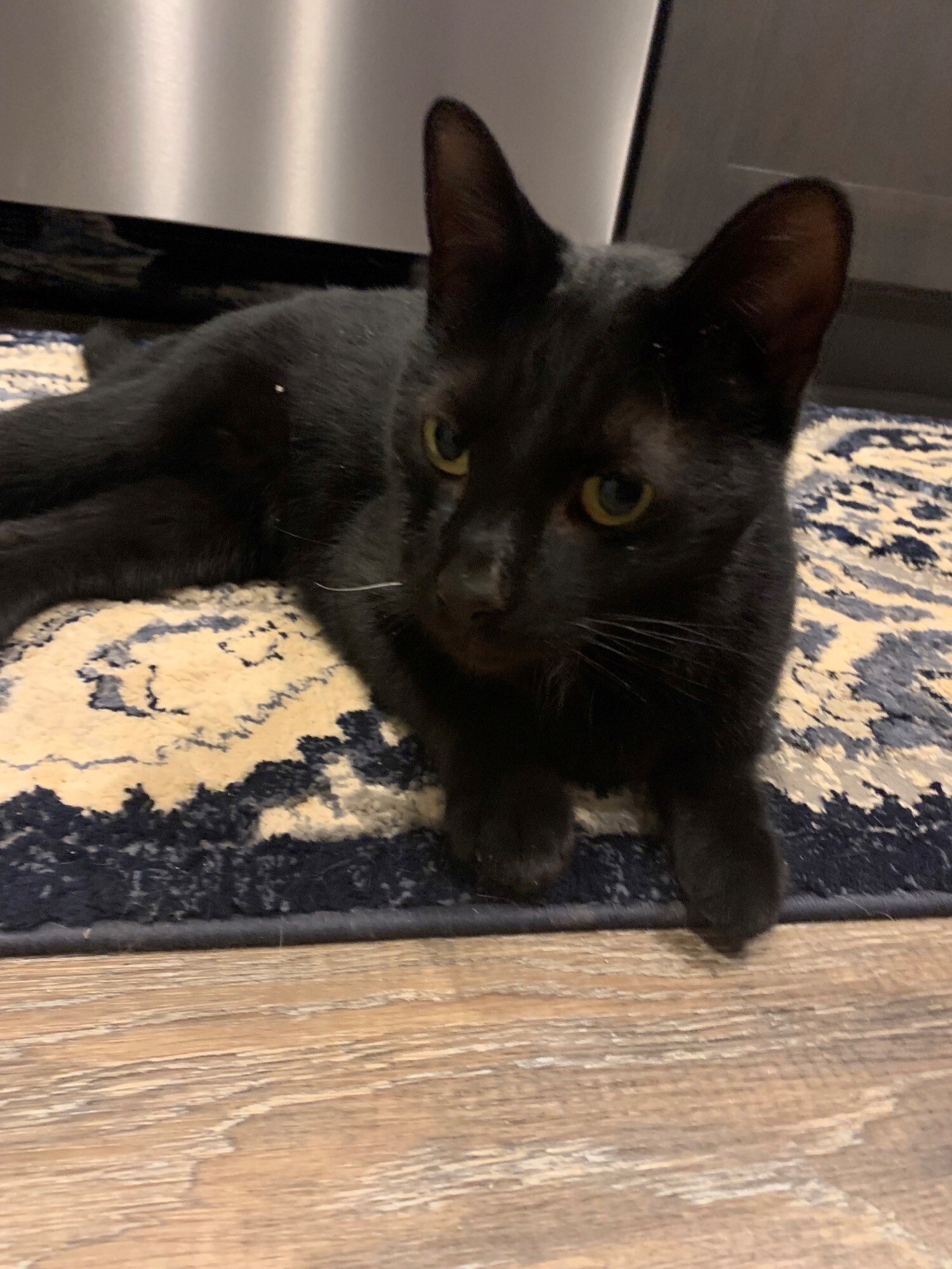 Jack, a Adoptable Domestic Short Hair in Mount Airy, MD image 2/12