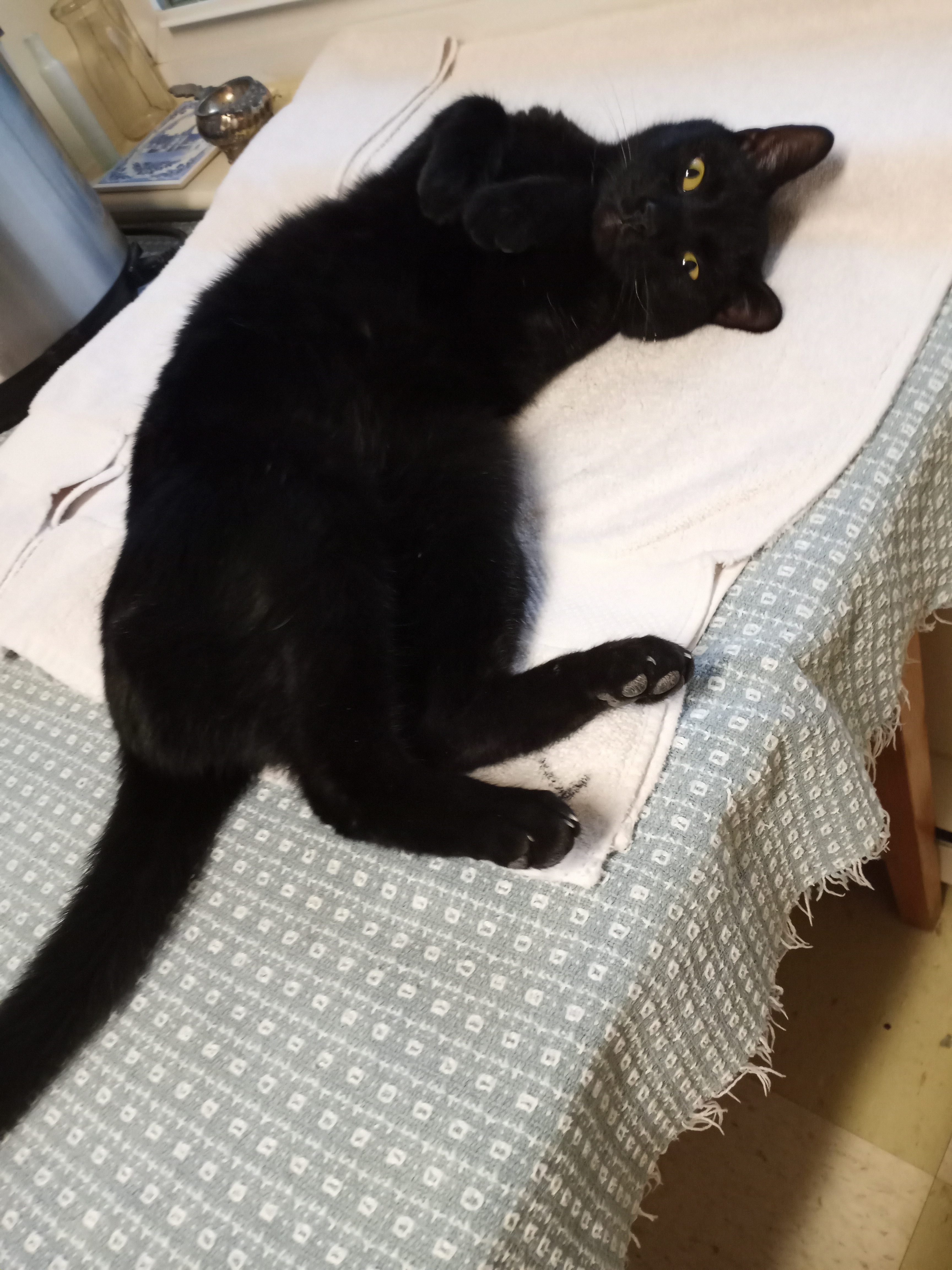 Jack, a Adoptable Domestic Short Hair in Mount Airy, MD image 3/12