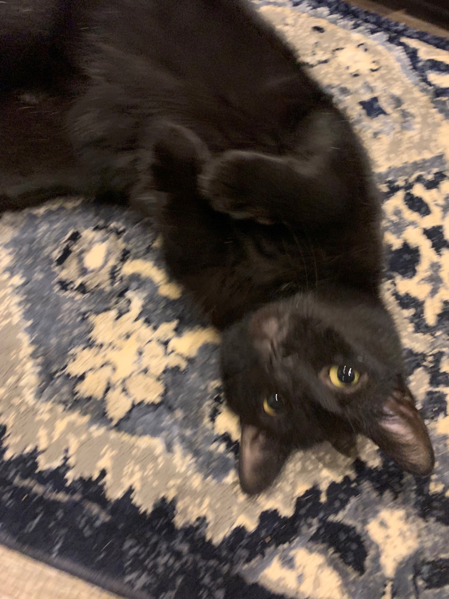 Jack, a Adoptable Domestic Short Hair in Mount Airy, MD image 4/12