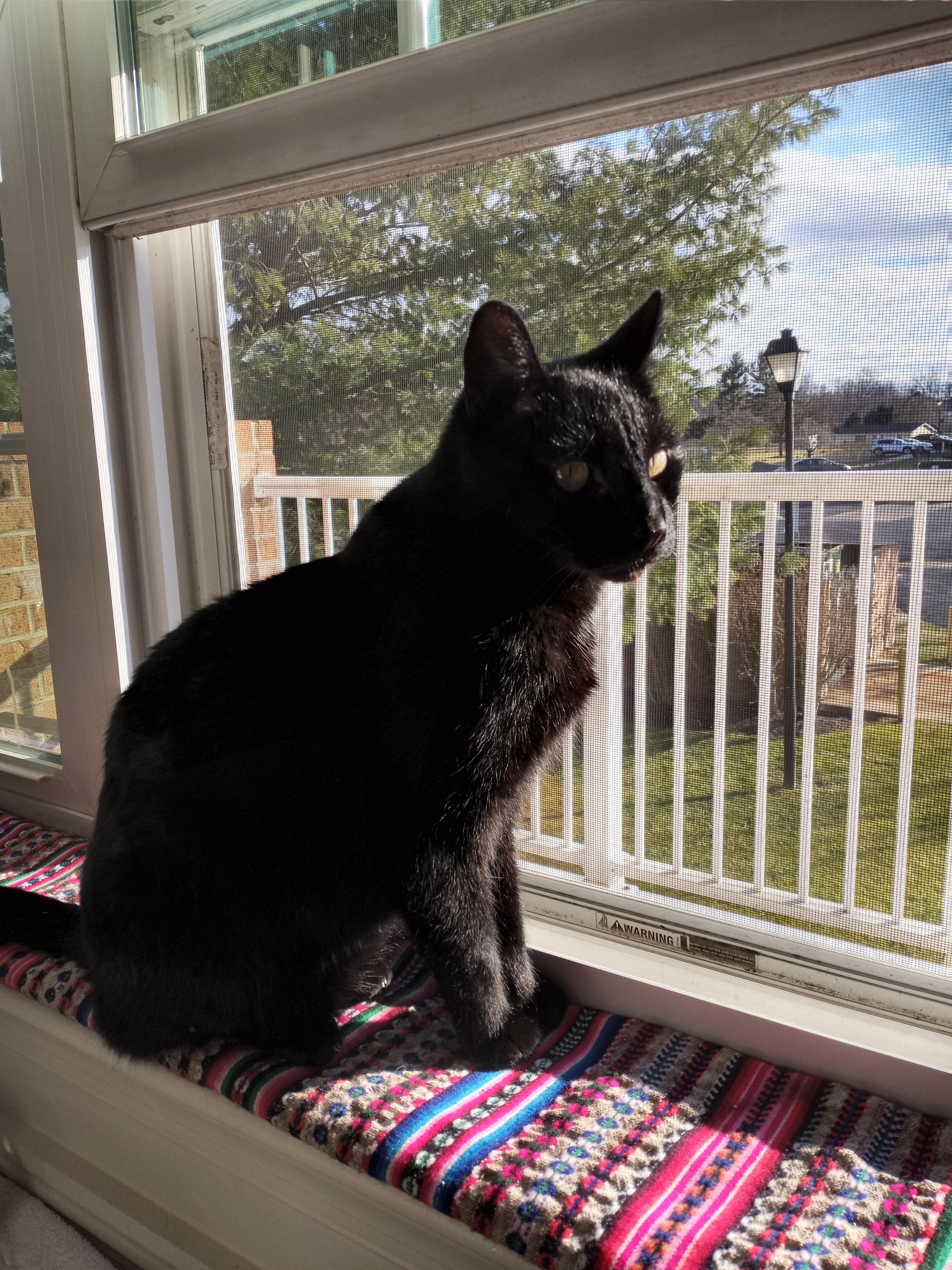 Jack, a Adoptable Domestic Short Hair in Mount Airy, MD image 5/12