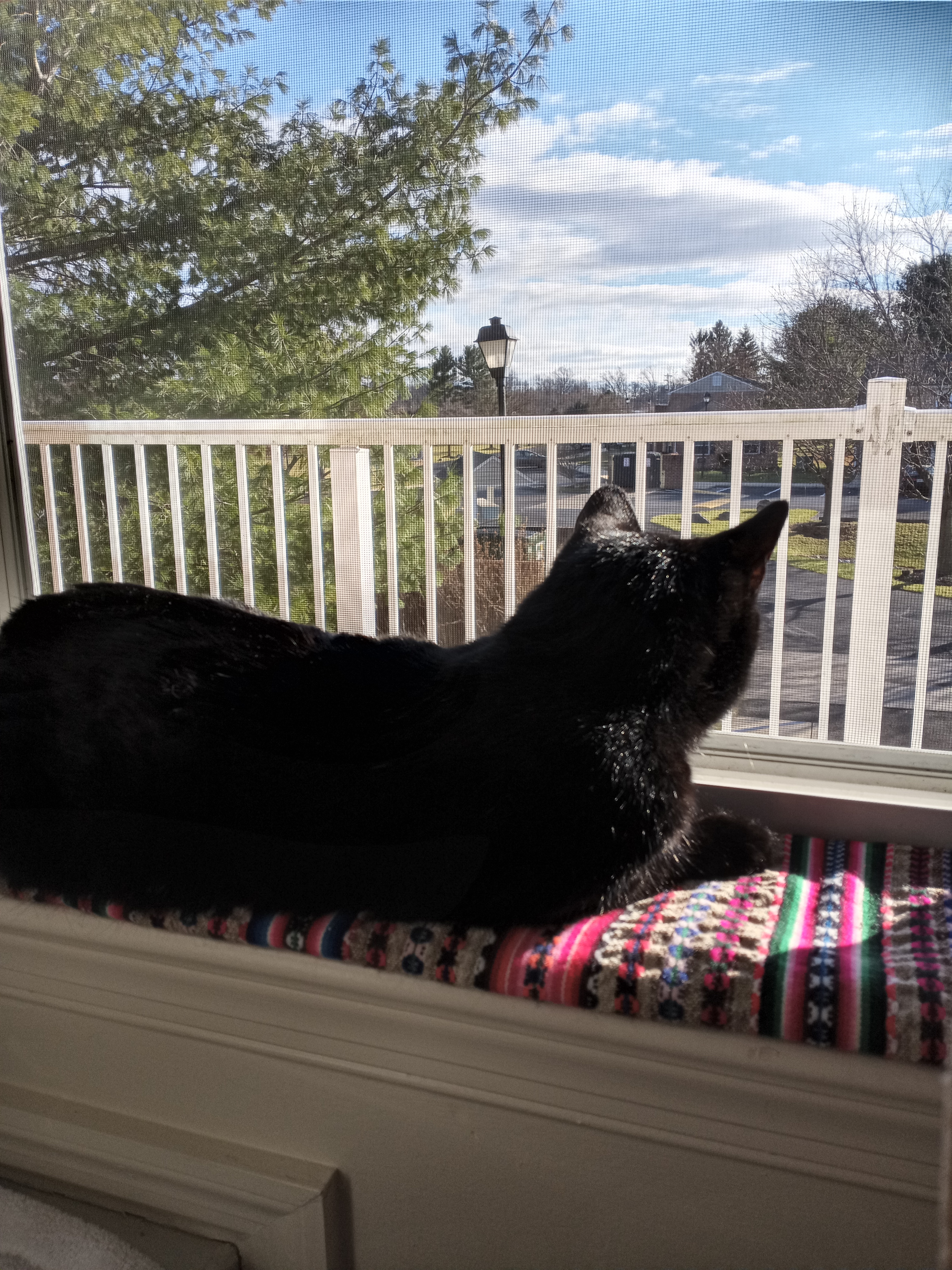 Jack, a Adoptable Domestic Short Hair in Mount Airy, MD image 6/12