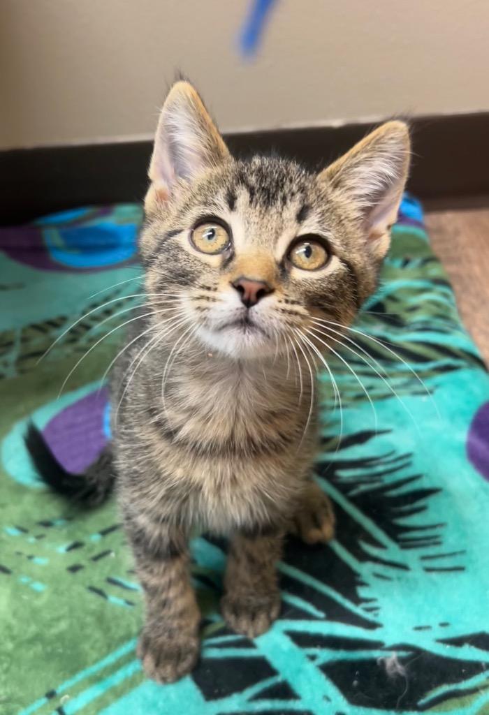 Hades, Adoptable, Kitten Male Domestic Short Hair.